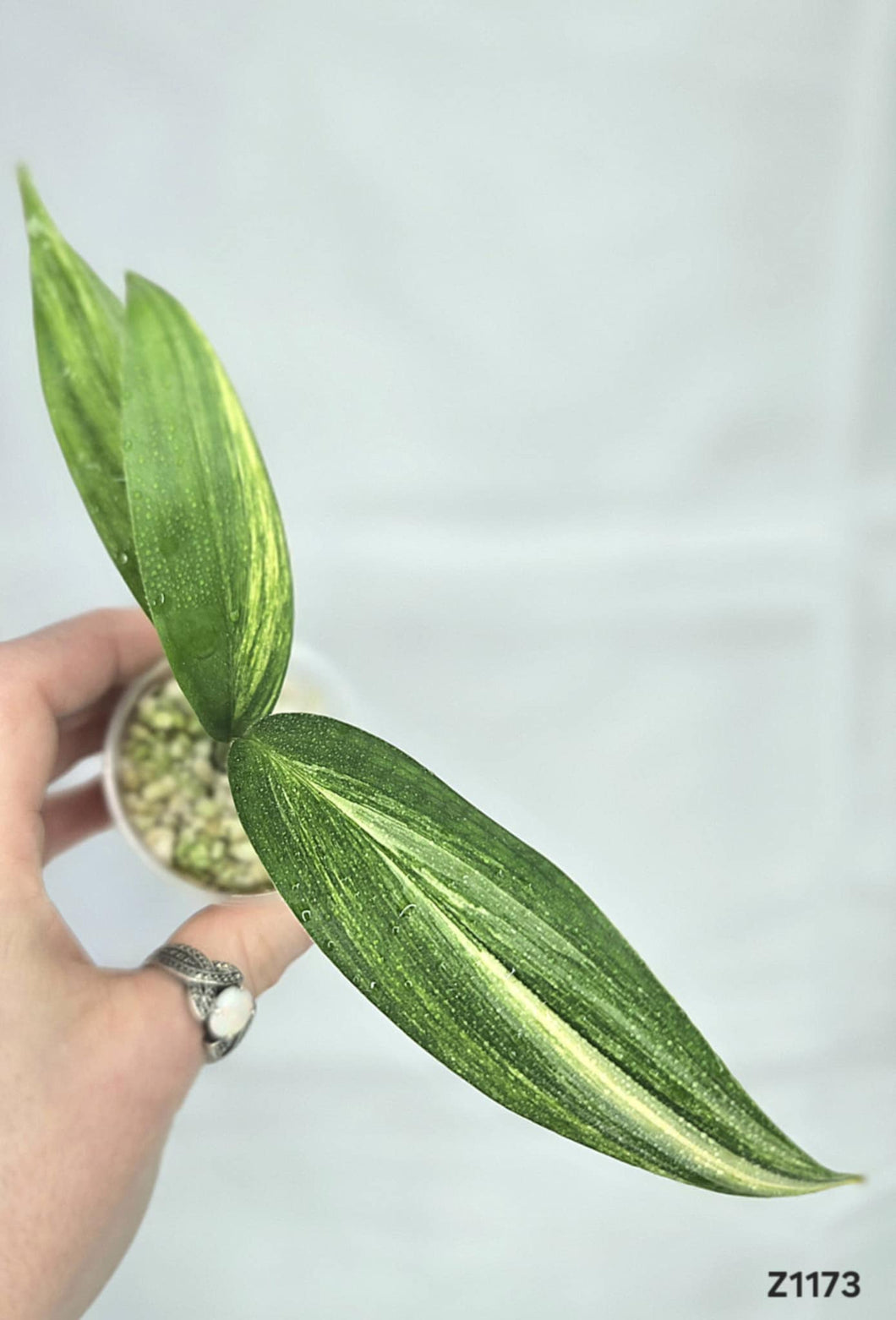 Epipremnum Amplissimum Variegata #Z1173