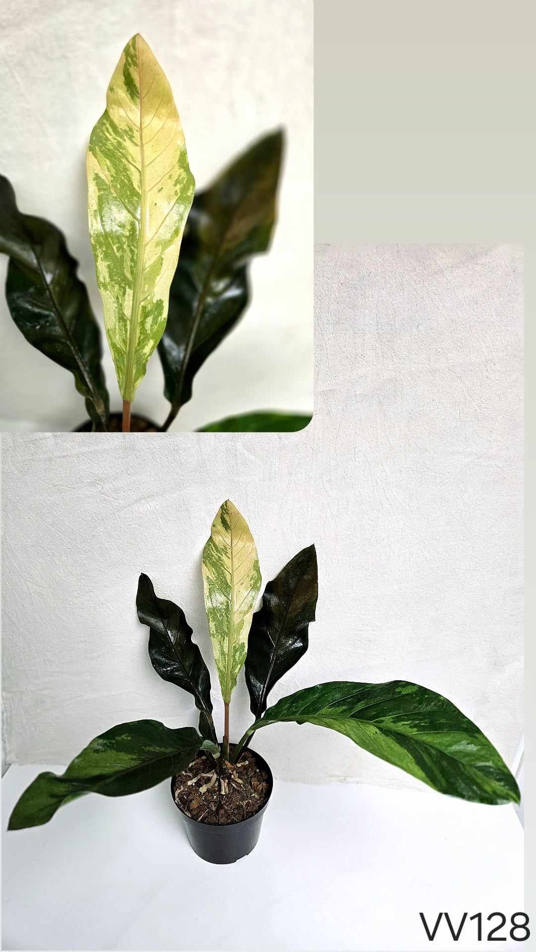 Anthurium renaissance variegata #VV128