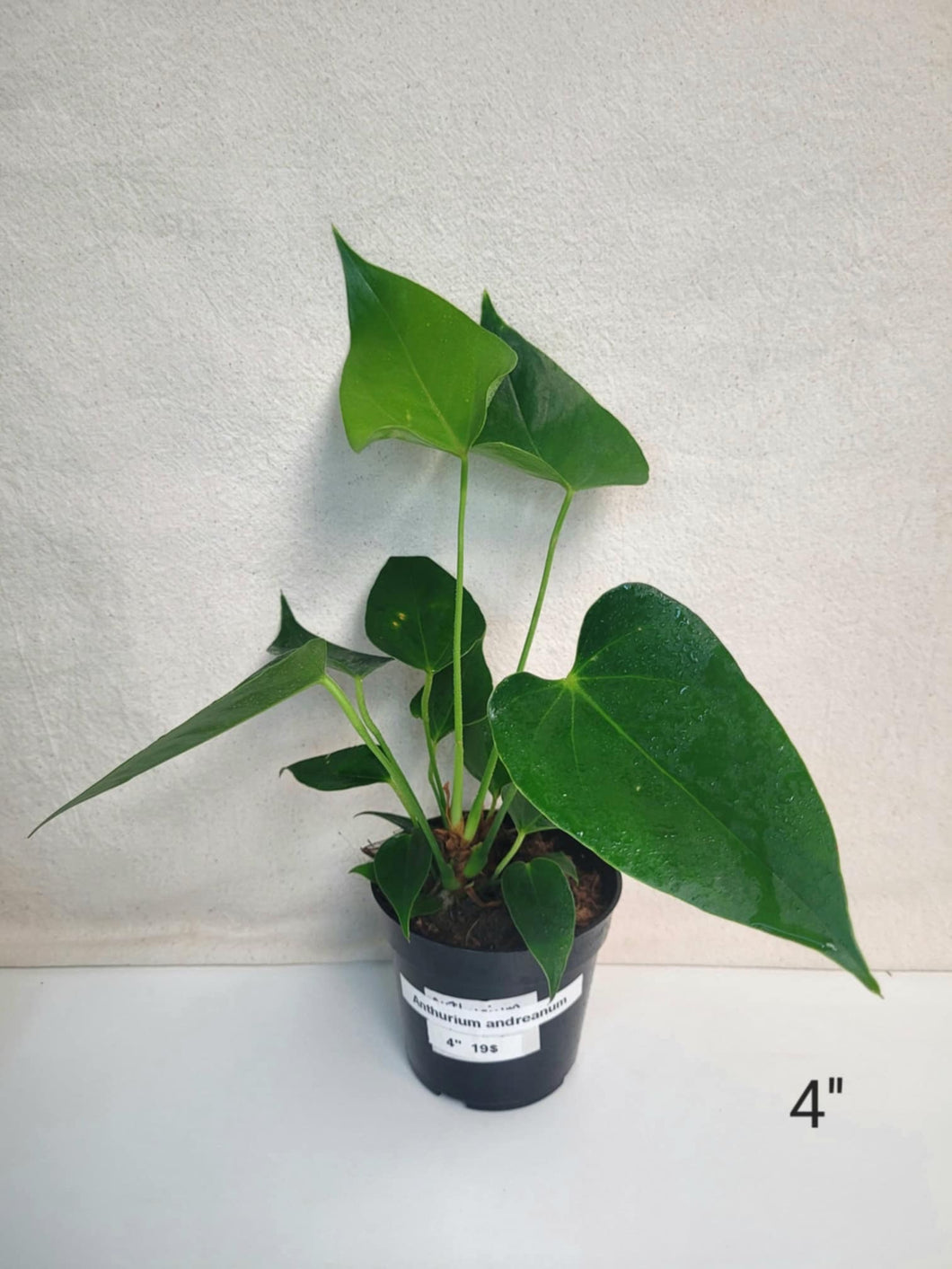 Anthurium andreanum