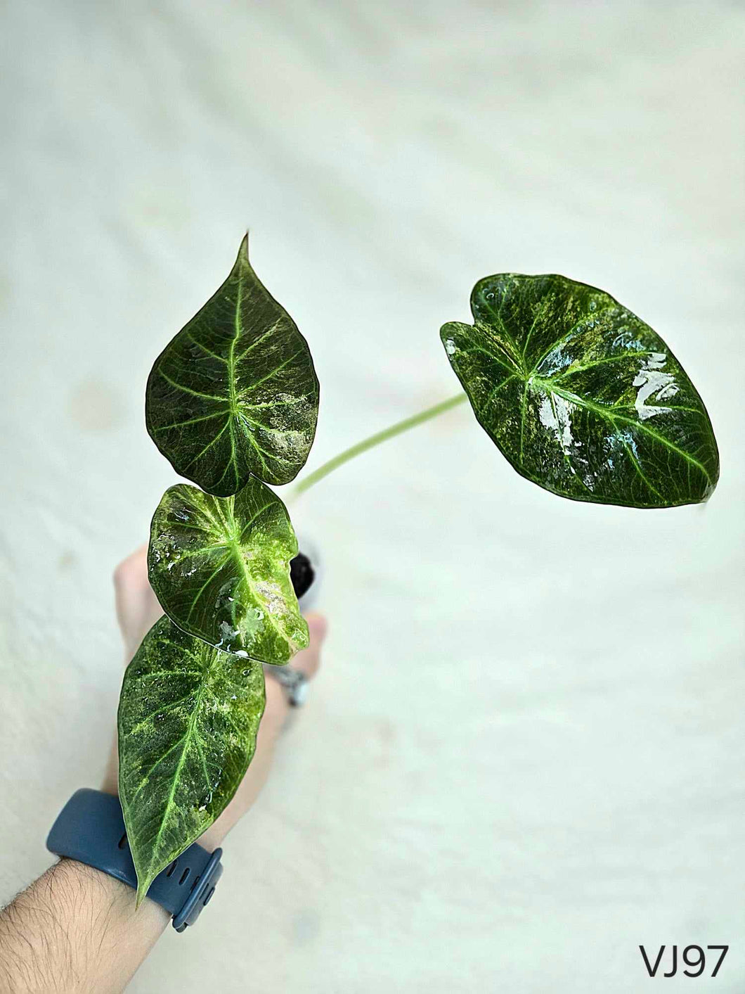 Alocasia Regal Shield variegata #VJ97