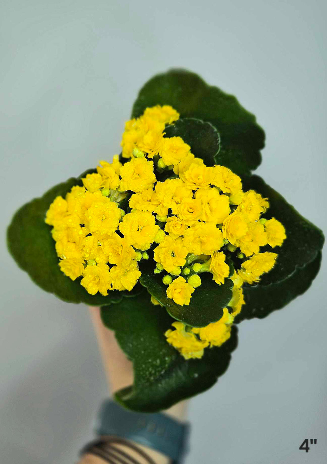 Calandiva fleurs jaunes