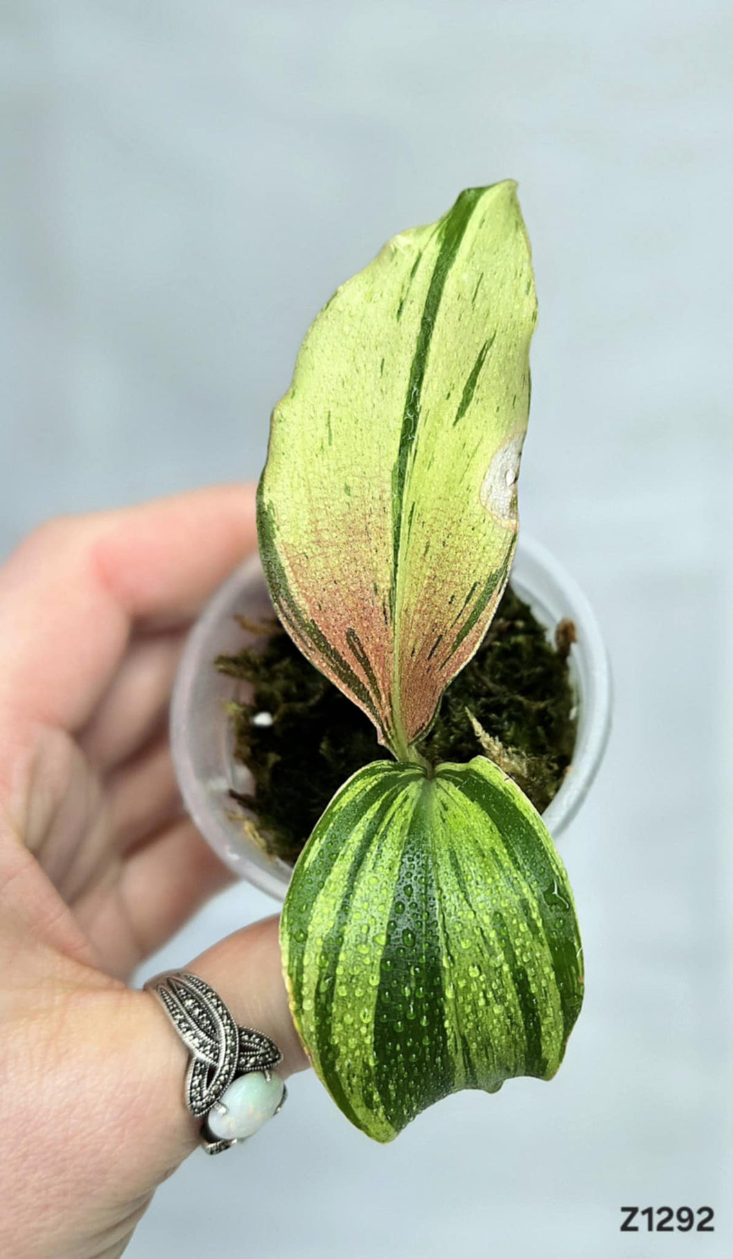 Kaempferia sp. Red Variegata #Z1292