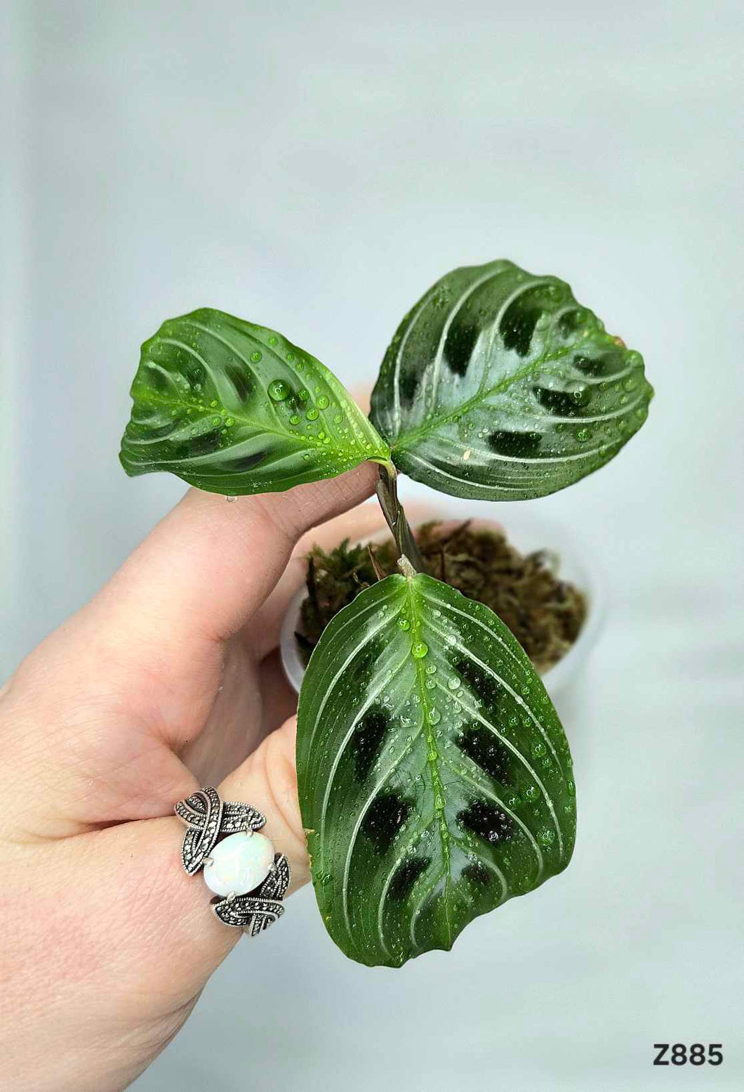 Maranta noire #Z885⭐️