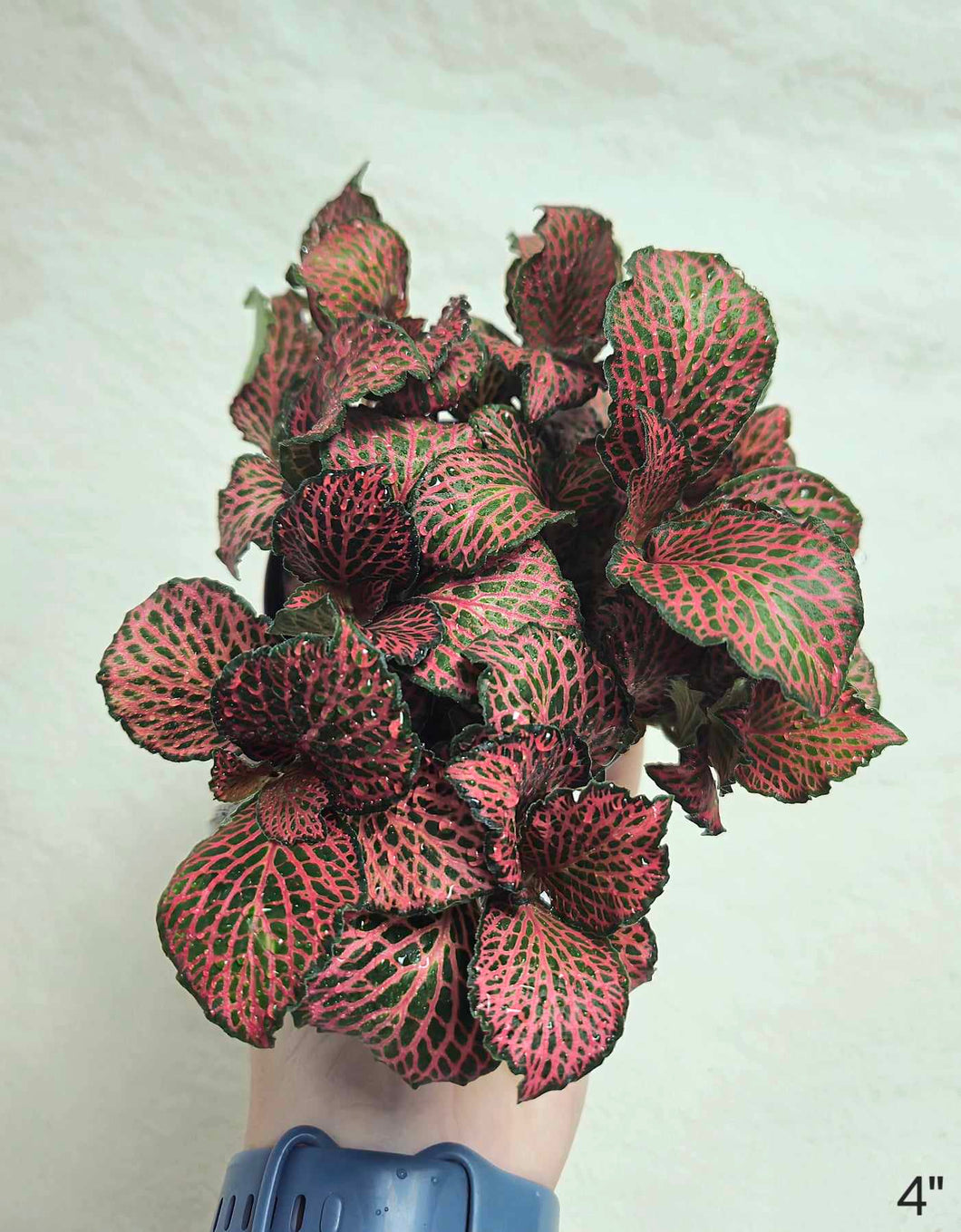 Fittonia rouge⭐️