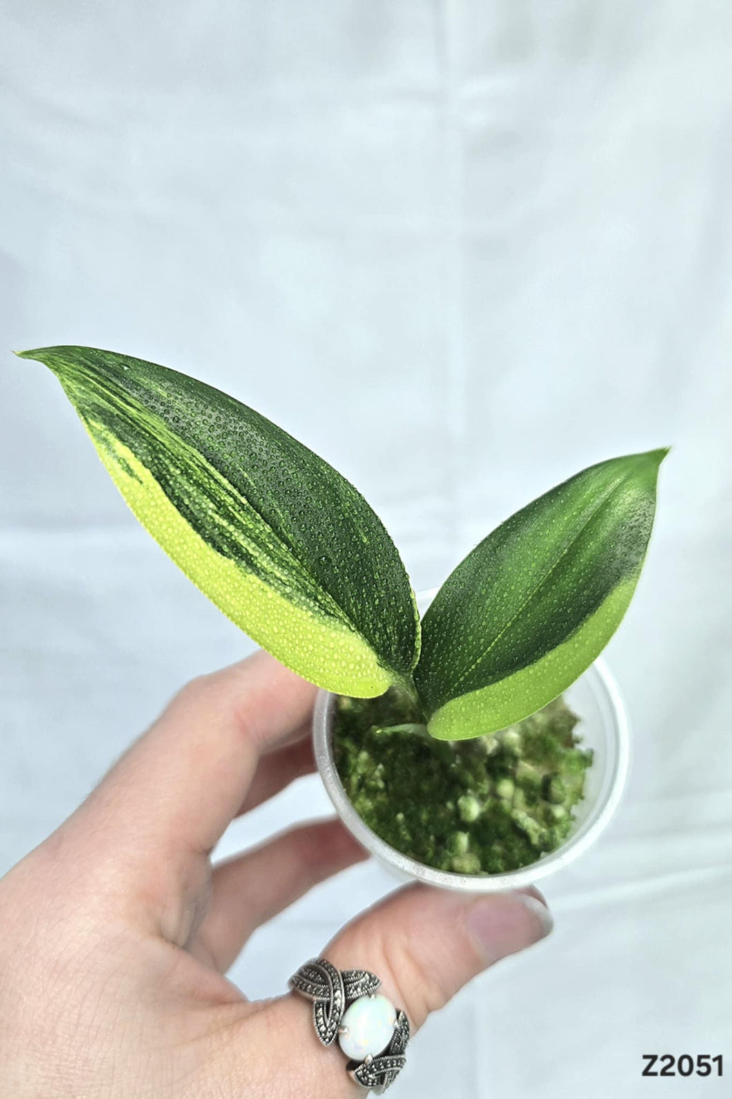 Epipremnum Amplissimum Variegata #Z2051