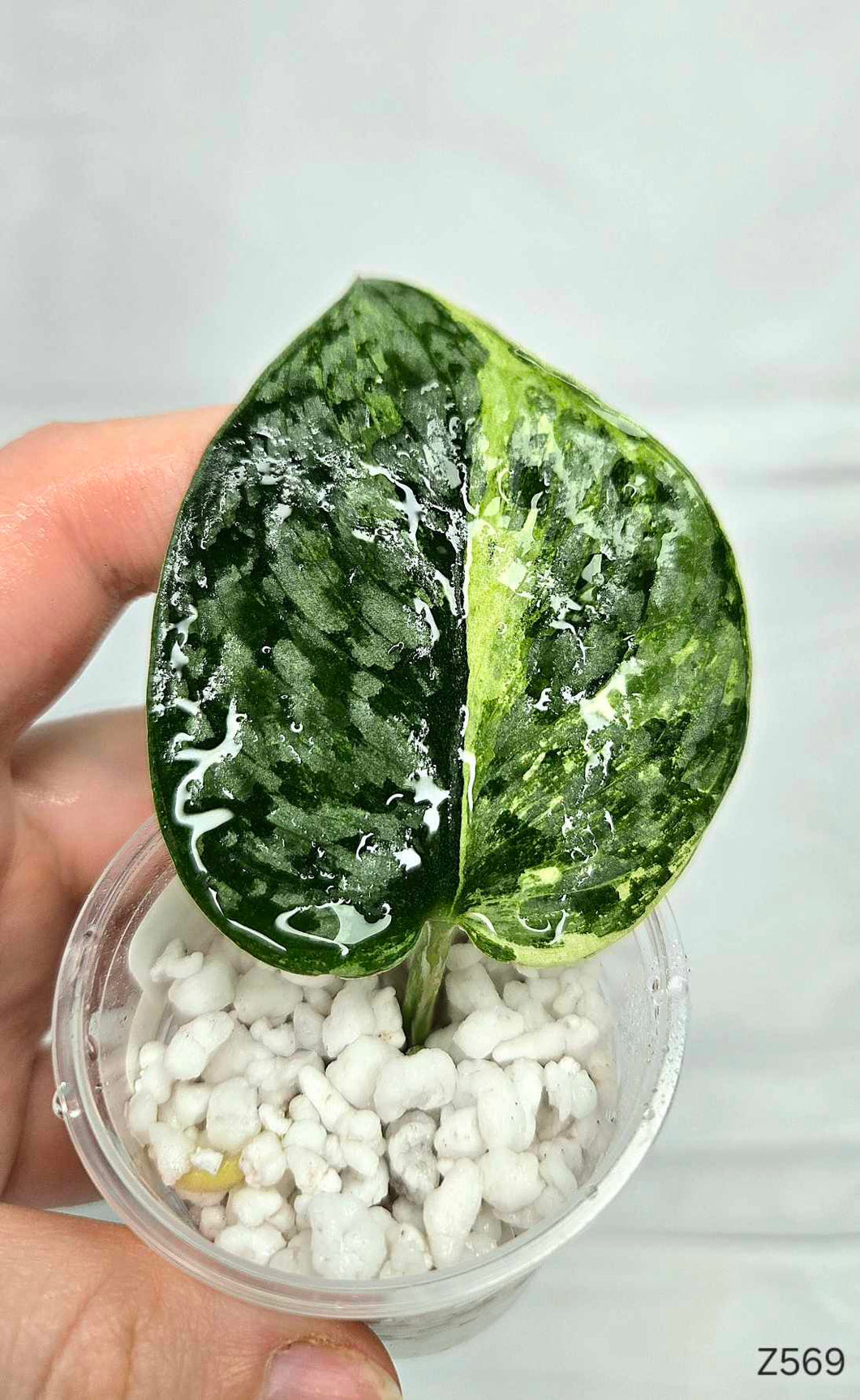 Scindapsus Silver Dark Cloud variegata #Z569