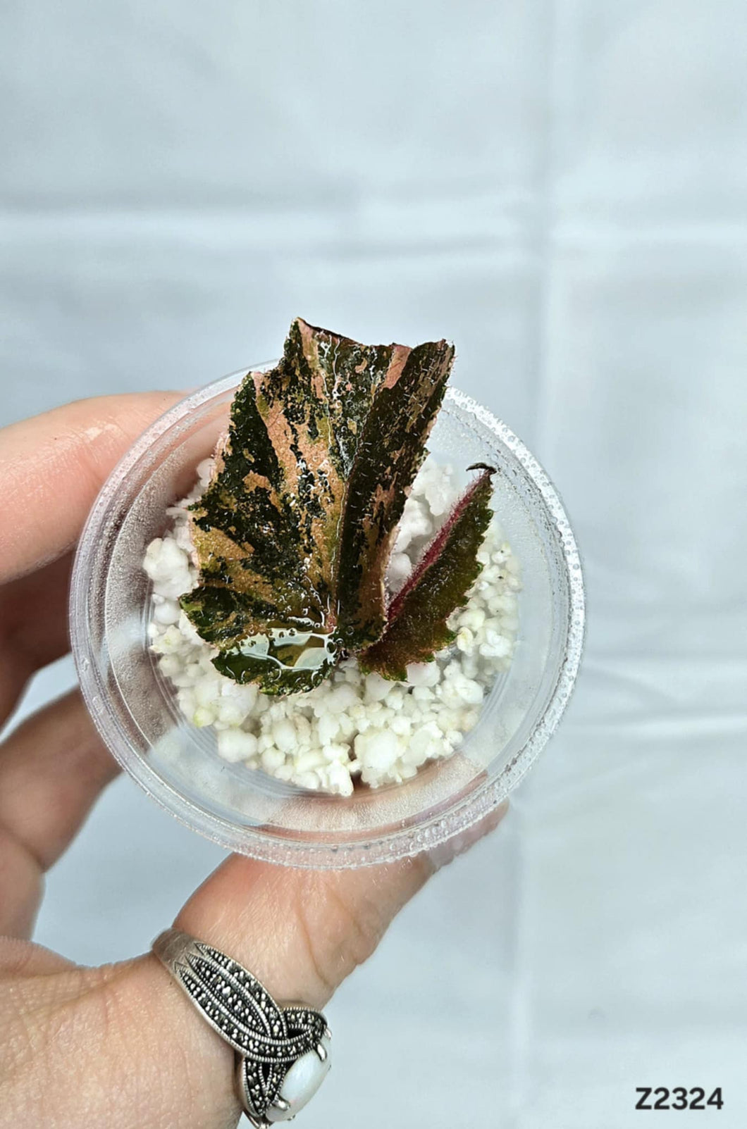 Bégonia Galaxy #Z2324