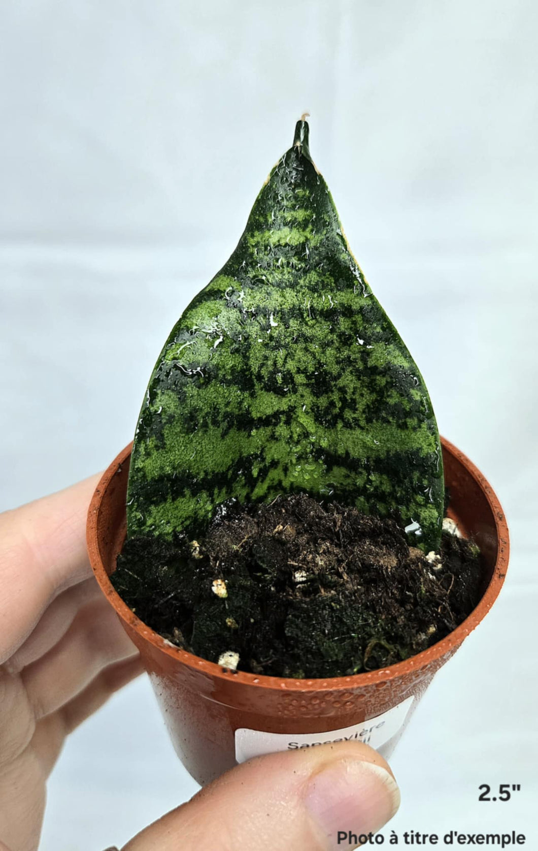 Sansevieria laurentii