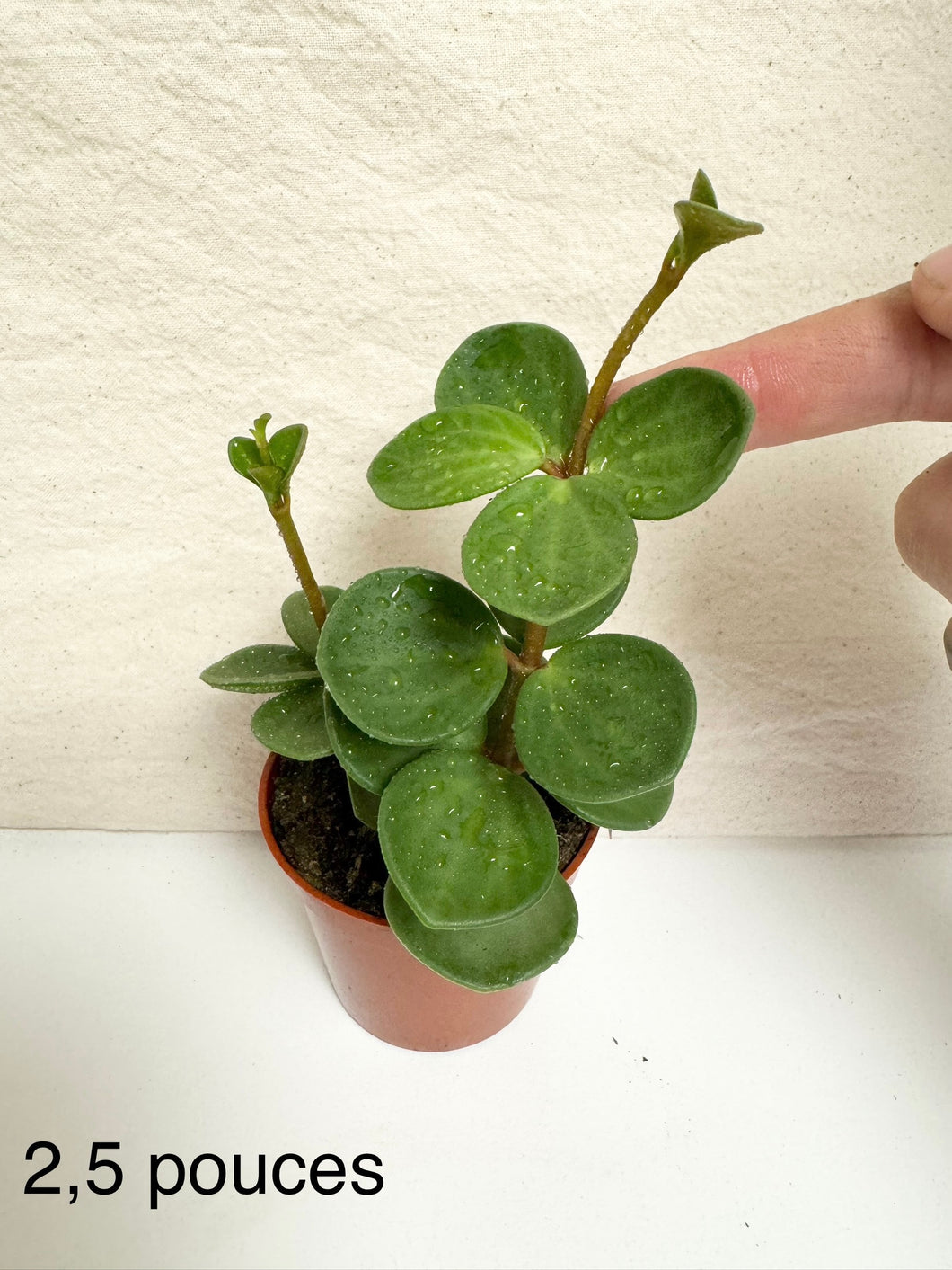 Peperomia hope ⭐️