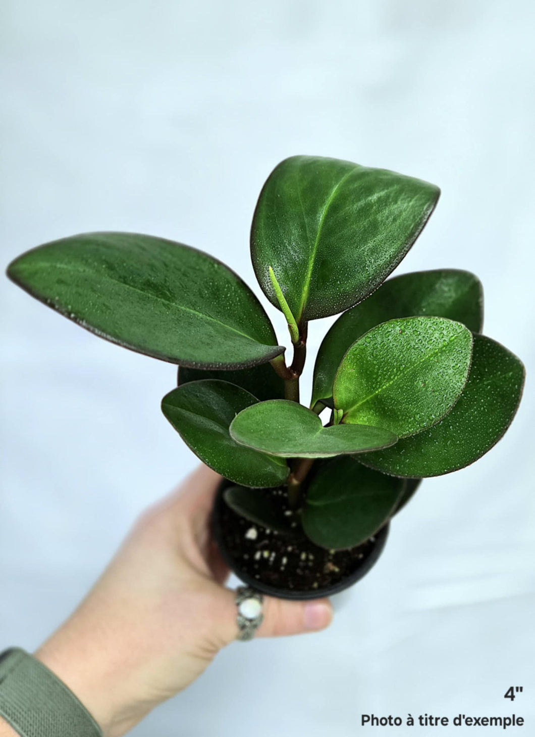 Peperomia obtusifolia ⭐️