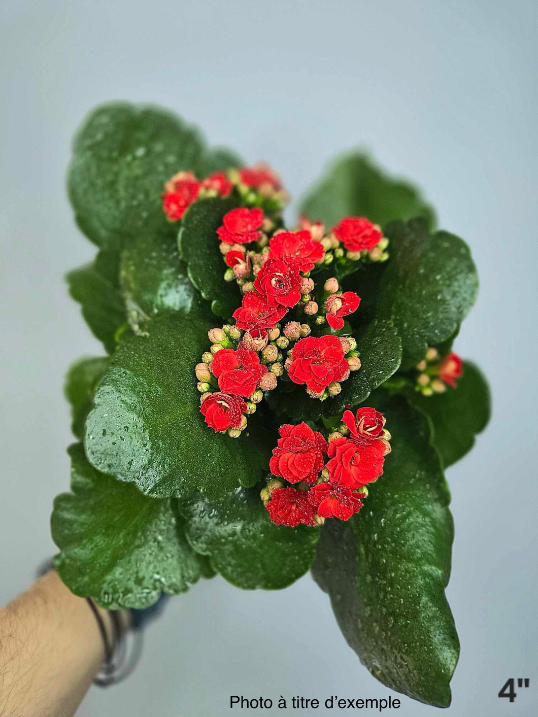 Calandiva fleurs rouges