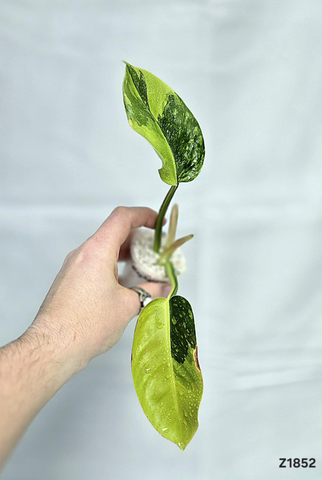 Philodendron Congo Hybrid Variegata #Z1852