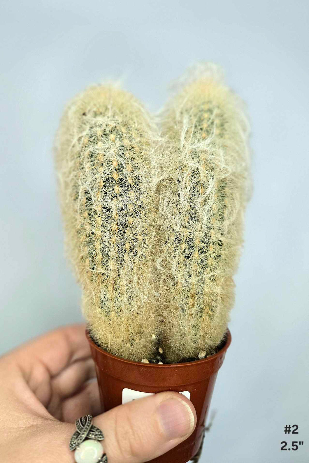 Cactus #2