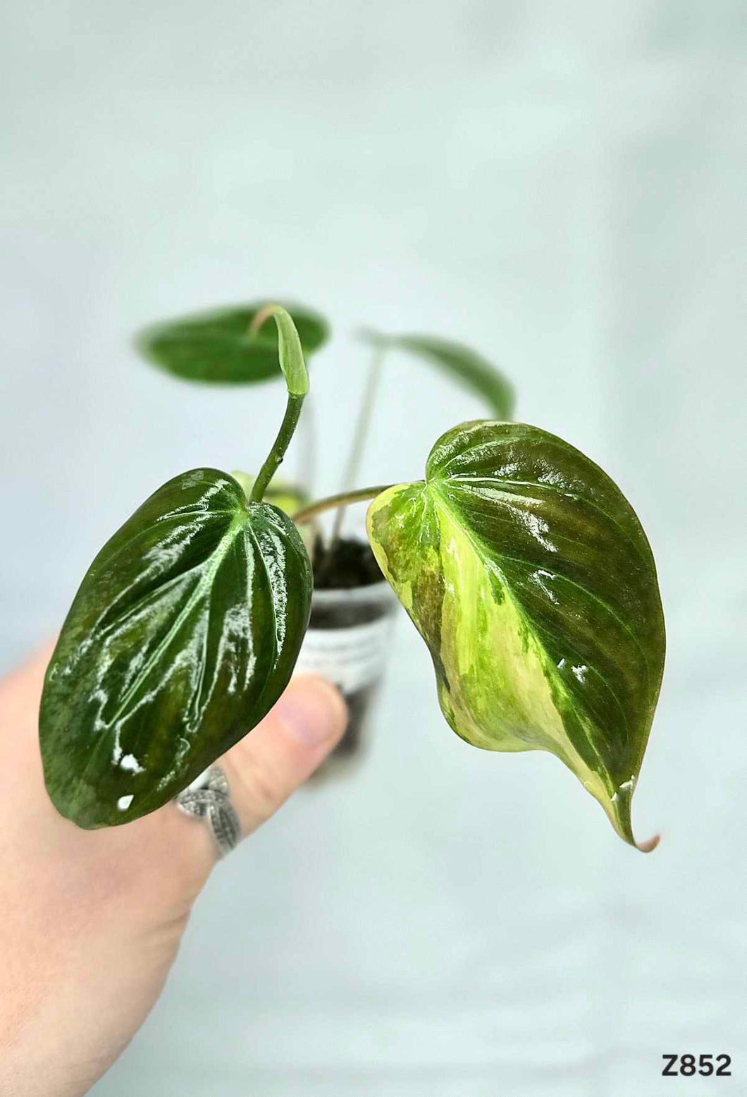 Philodendron mican variegata z852