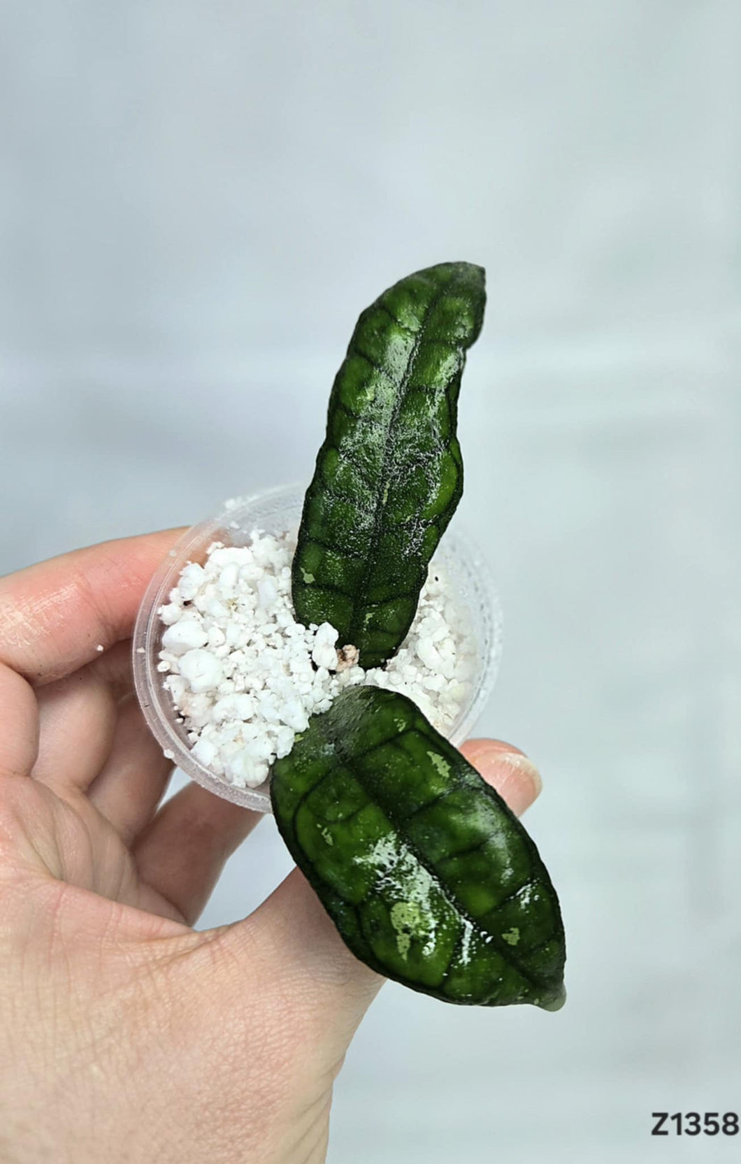 Hoya Finlaysonii Olfe #Z1358