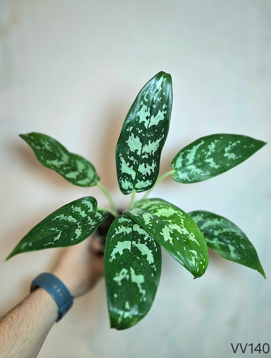 Aglaonema Roméo #VV140