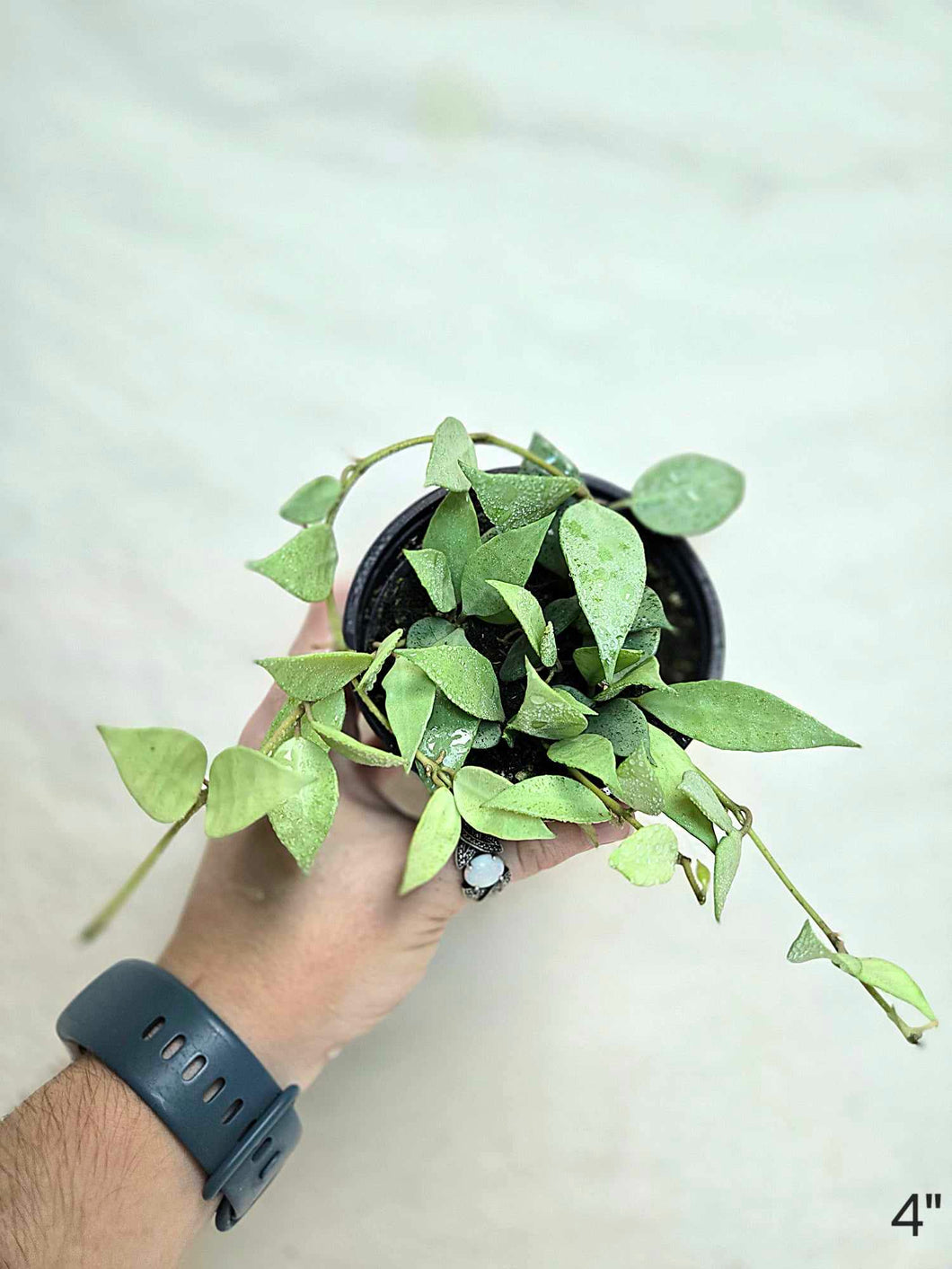 Hoya lacunosa silver ⭐️