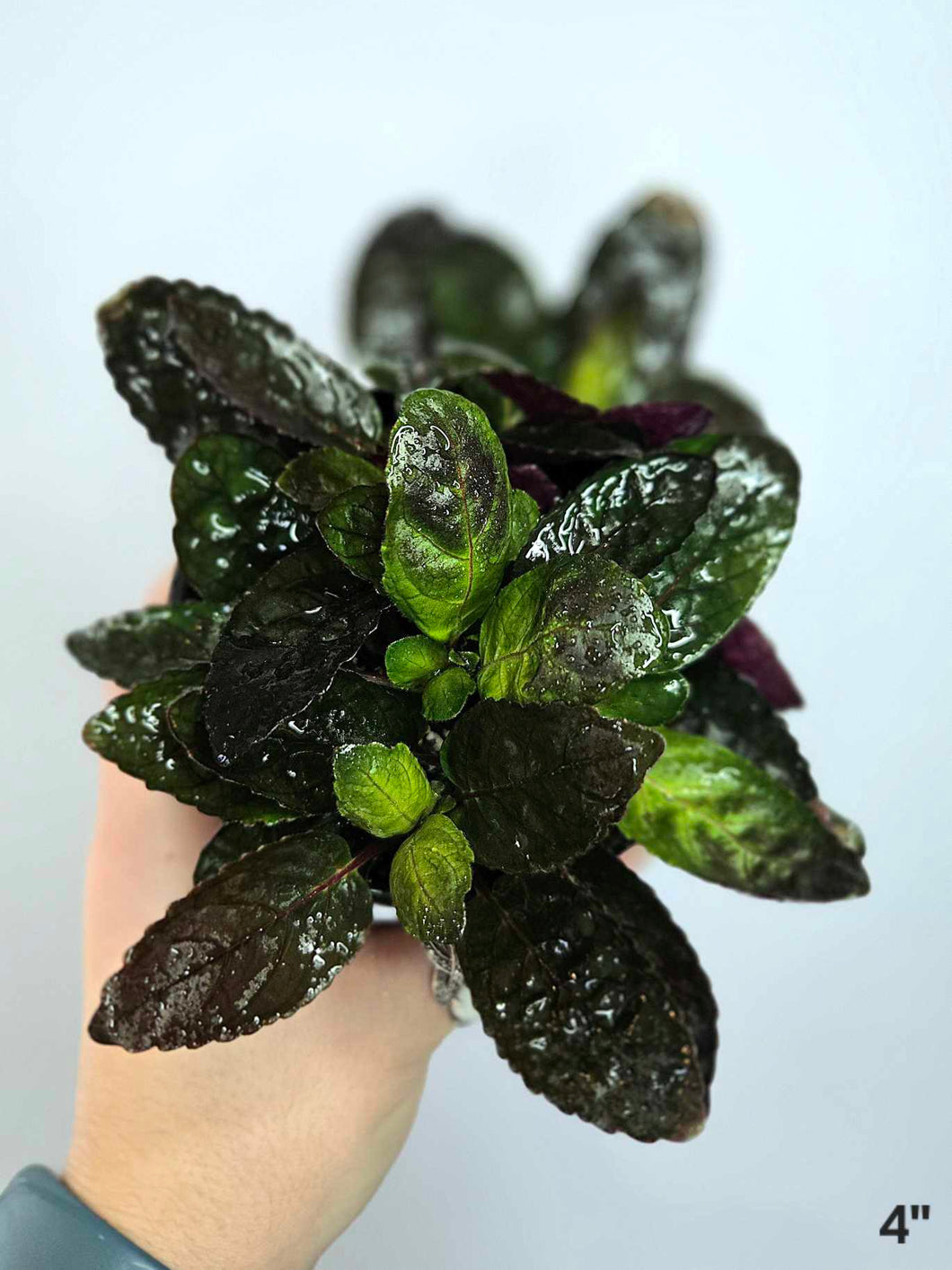 Purple Waffle plant