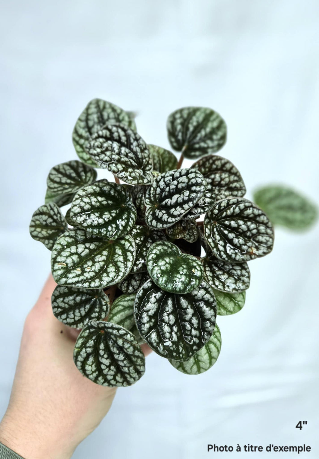 Peperomia ripple silver⭐️