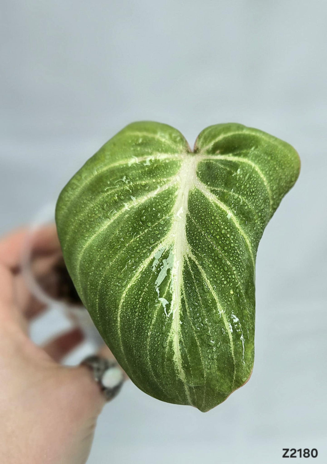 Philodendron Gloriosum Silver #Z2180