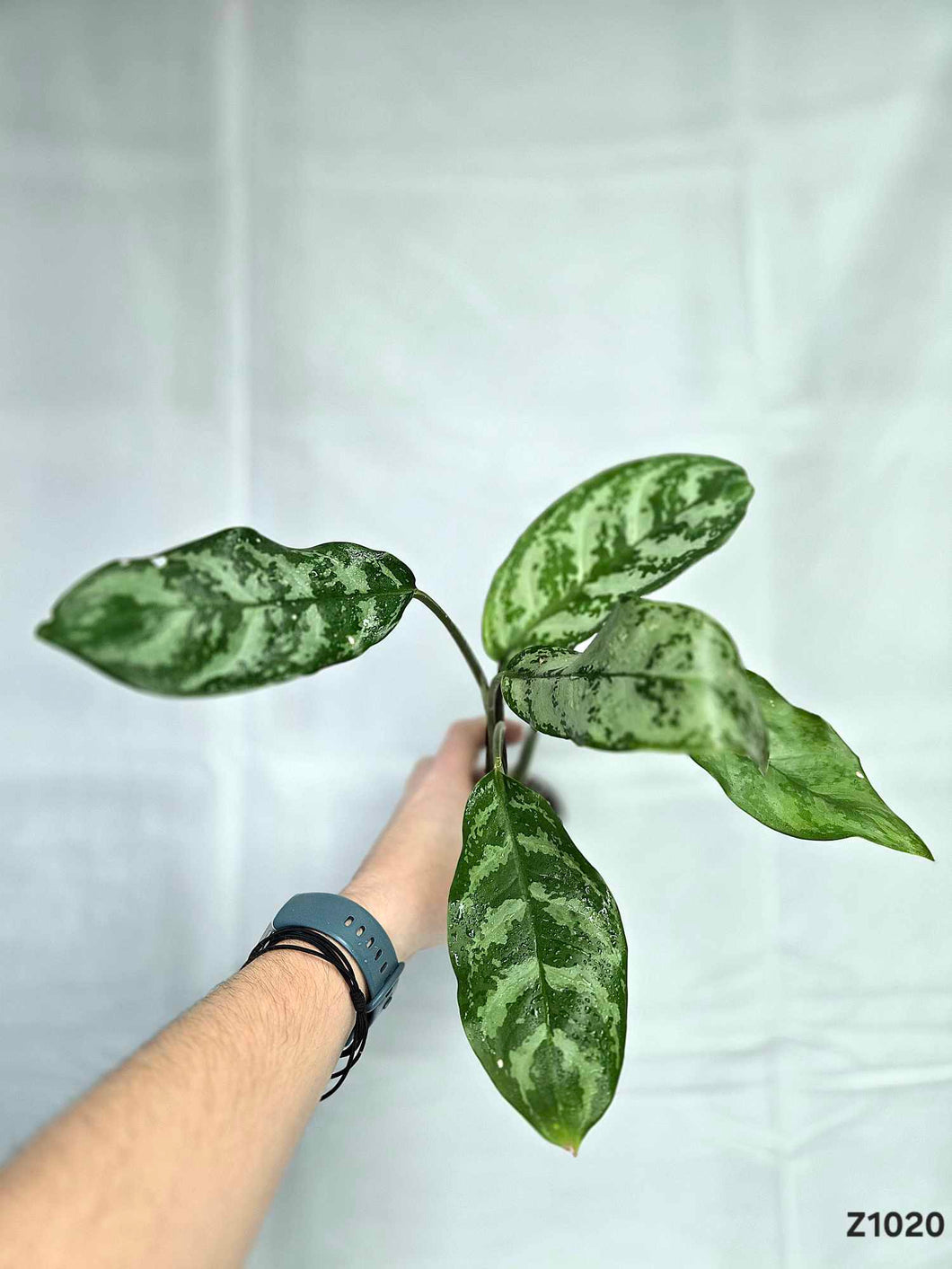 Aglaonema Roméo #Z1020