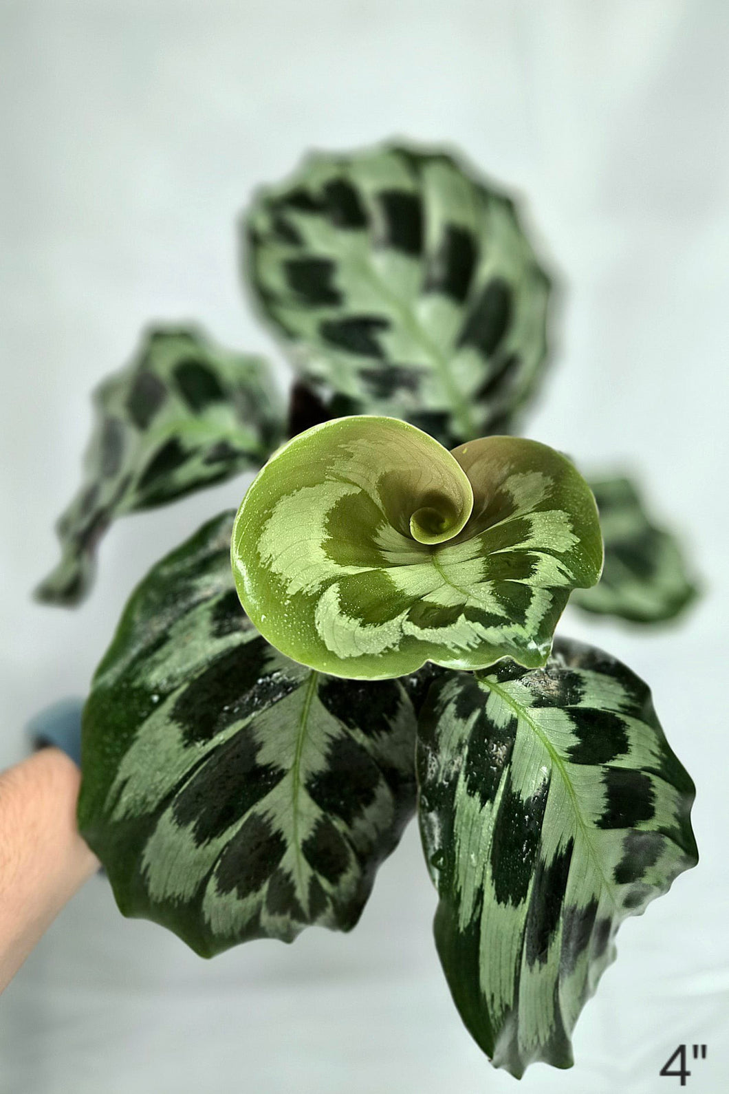 Calathea helen kennedy⭐️