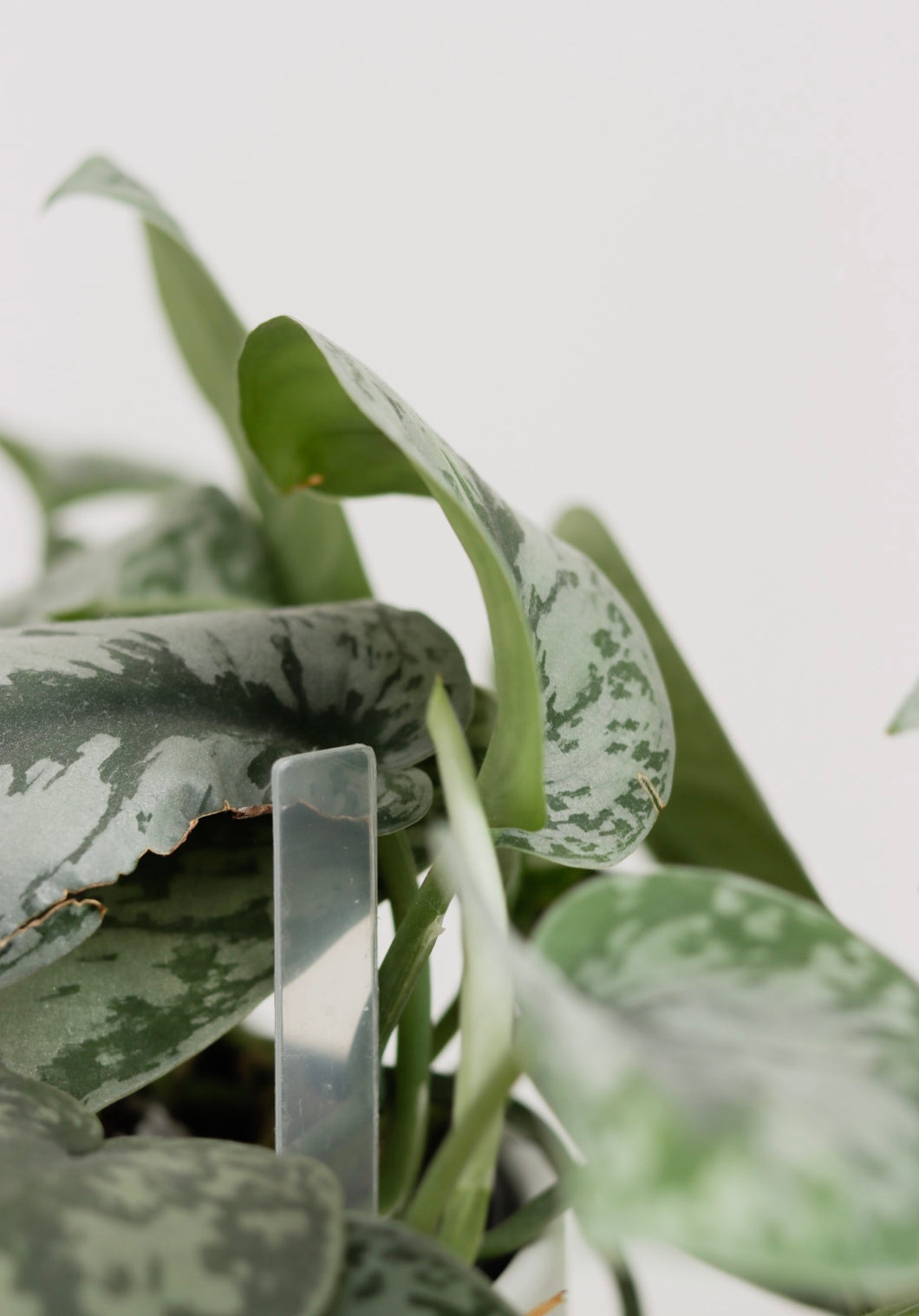 Transparent plant bookmark