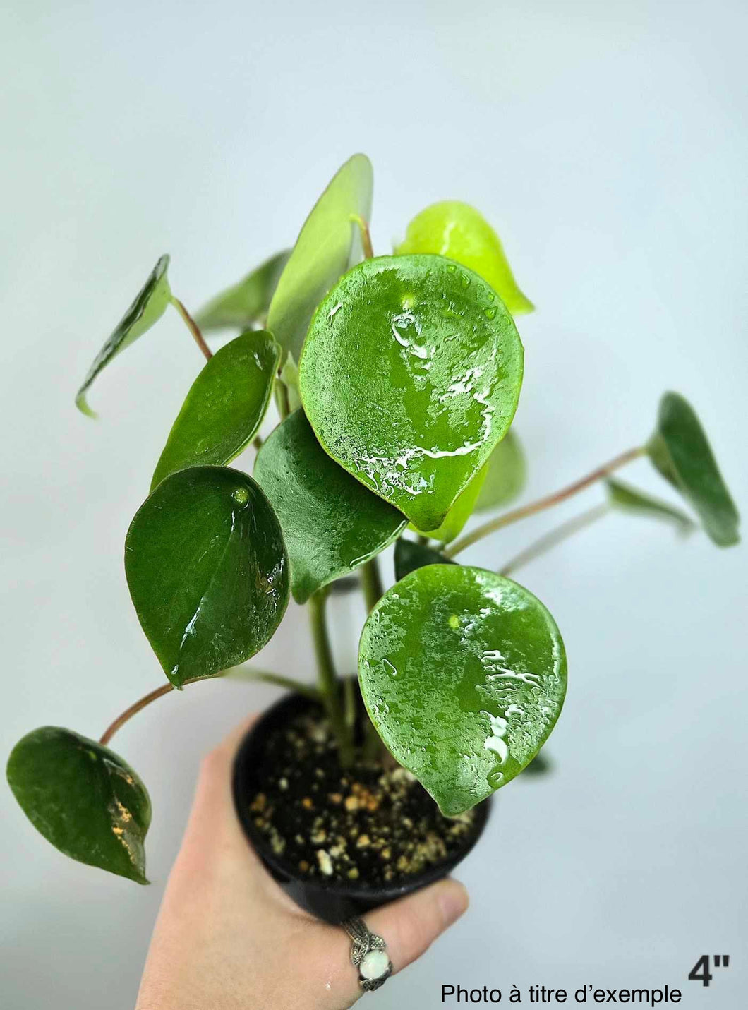 Peperomia raindrop⭐️