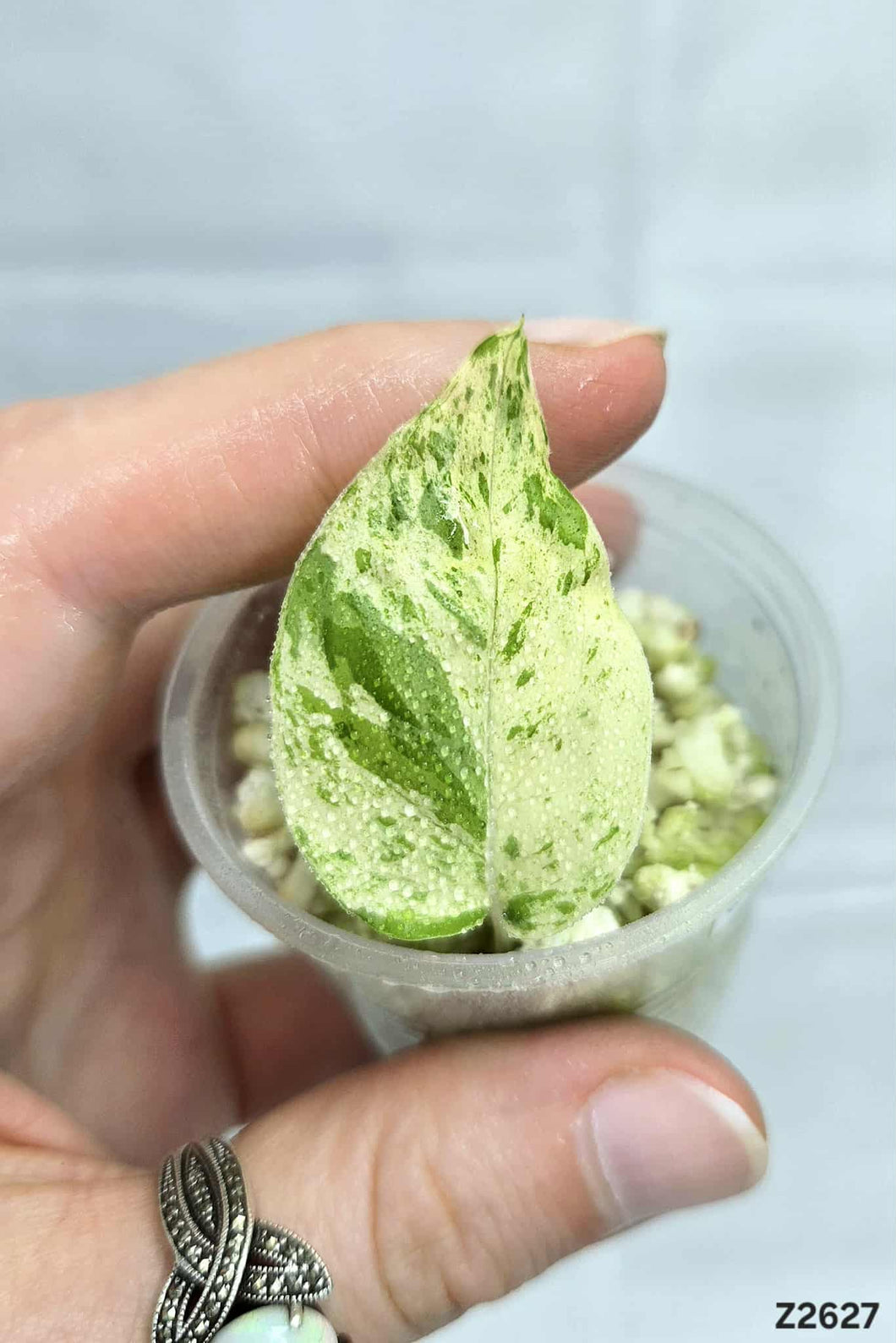 Epipremnum Pinnatum Marble #Z2627
