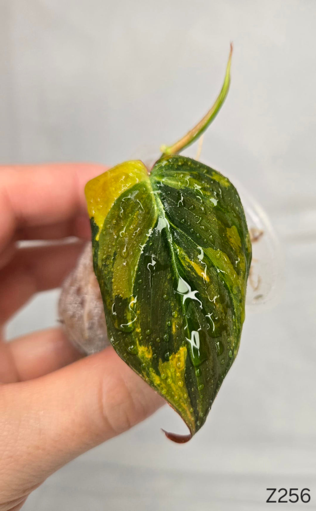 Philodendron Pink Mican Variegata #Z256