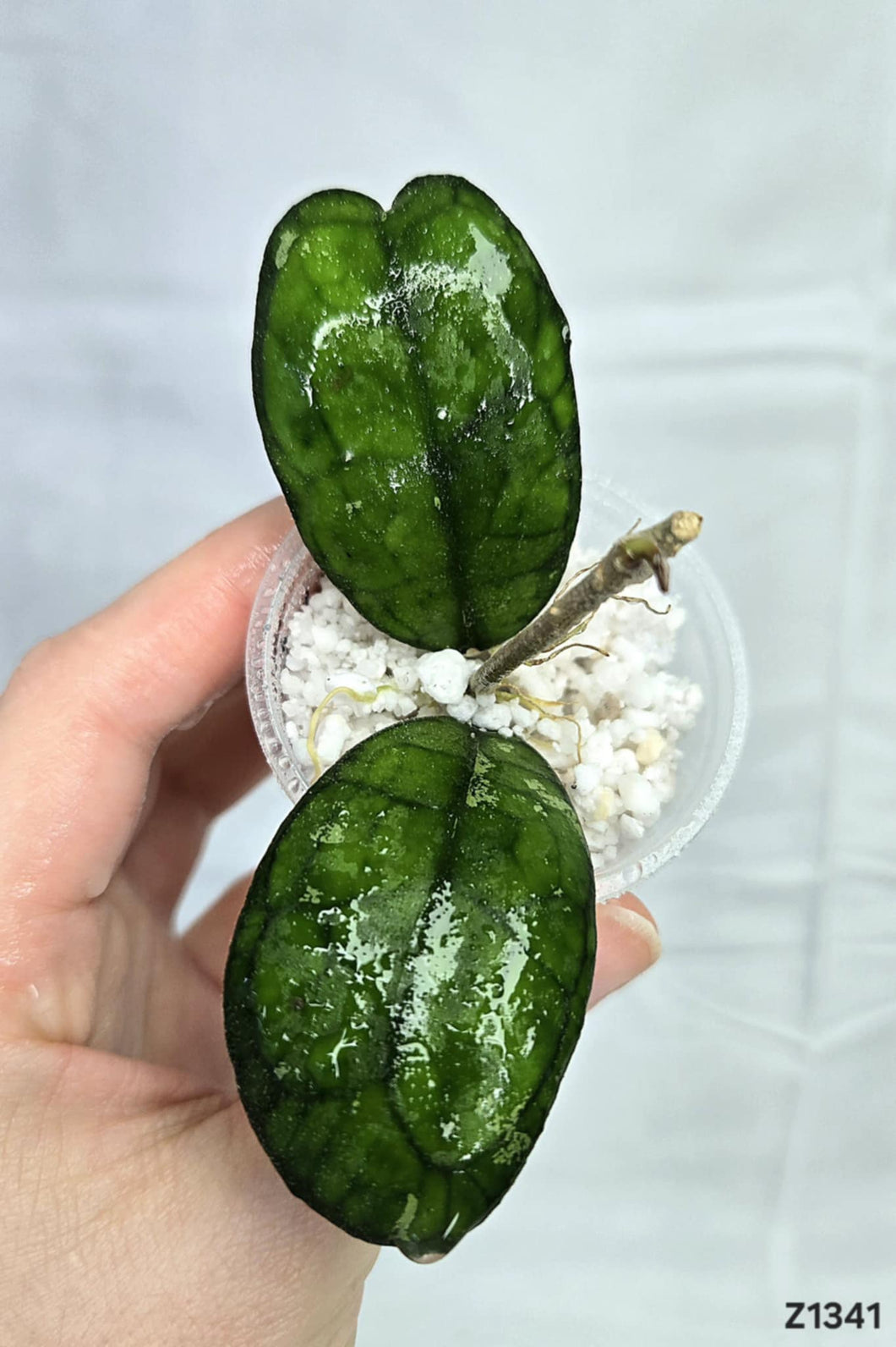 Hoya Finlaysonii Olfe #Z1341