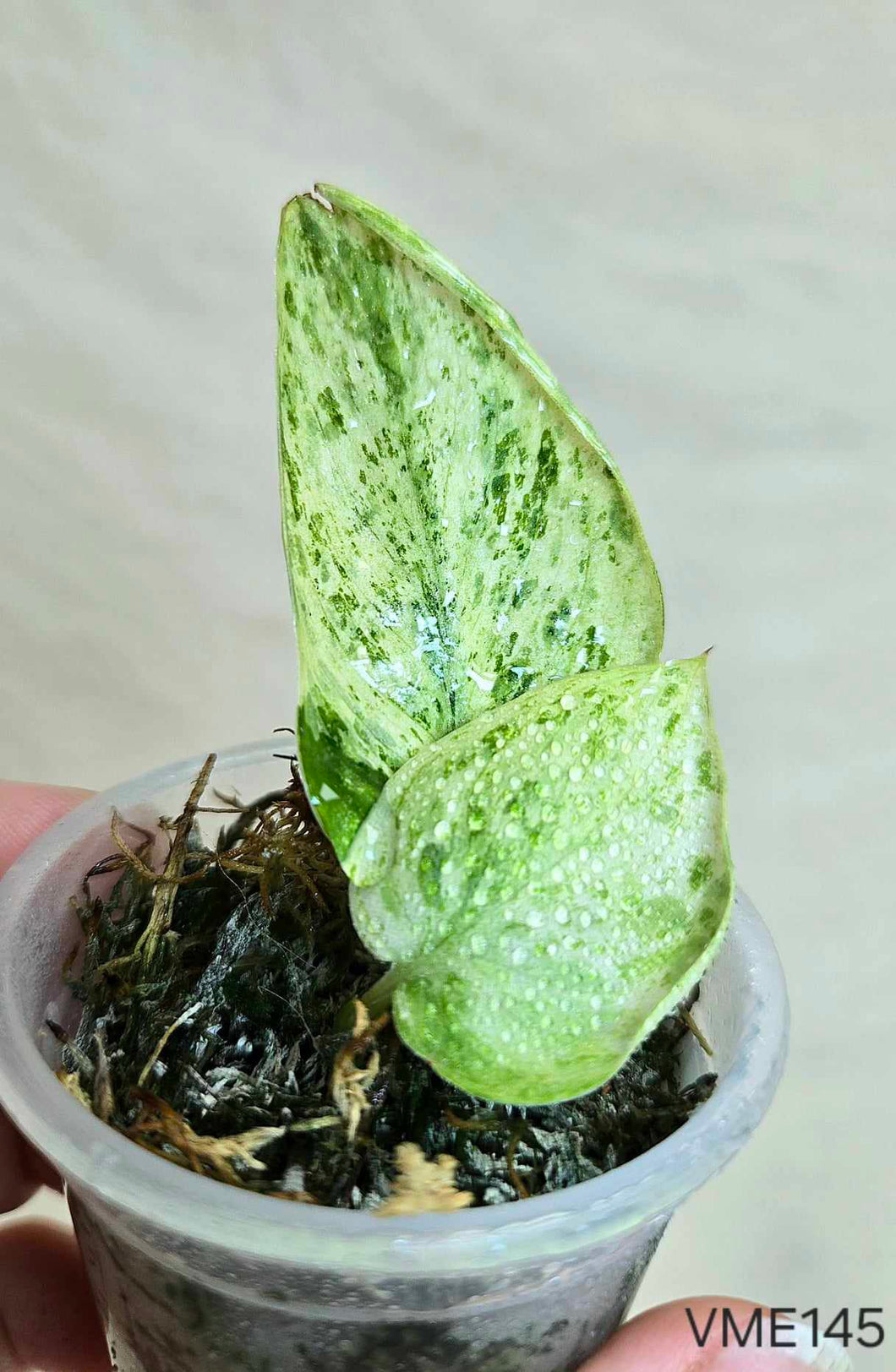 Scindapsus Marble Queen #VME145