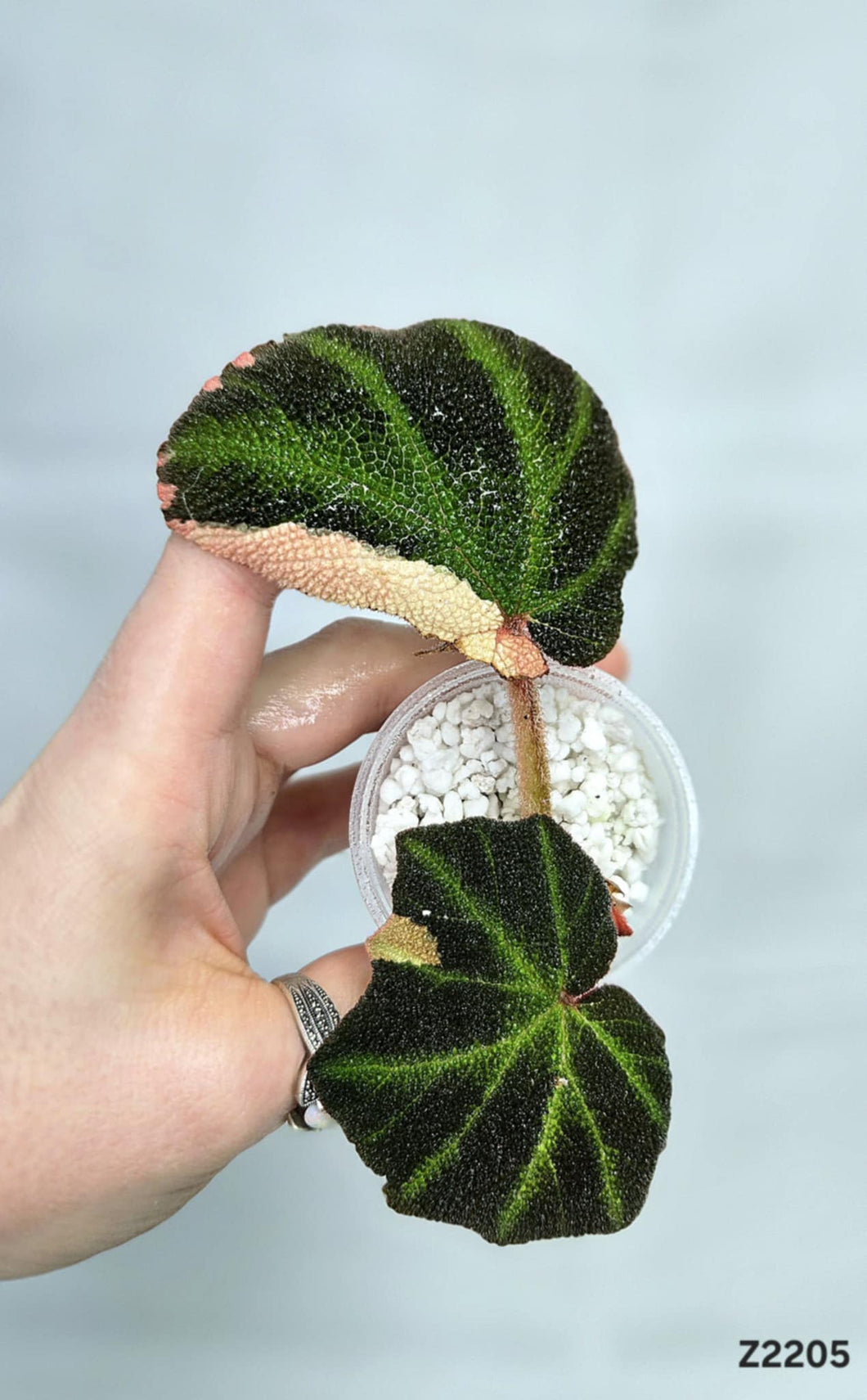 Bégonia SoliMutata Variegata #Z2205