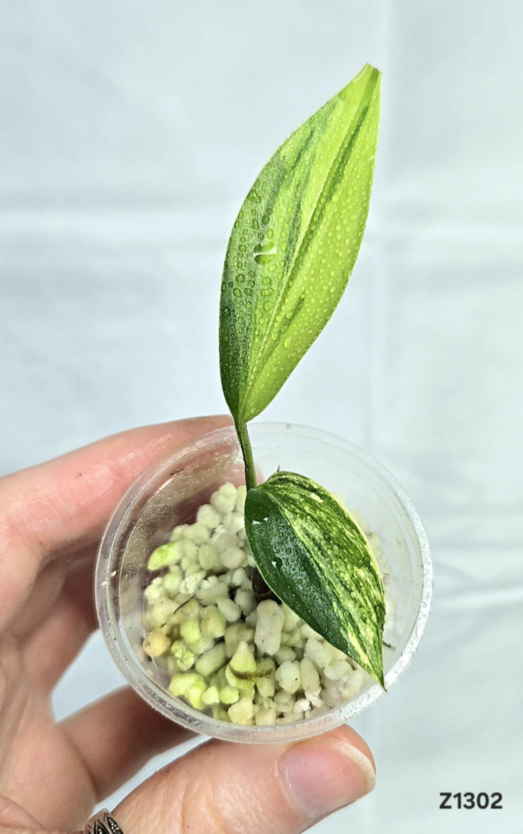 Epipremnum Amplissimum Variegata #Z1302