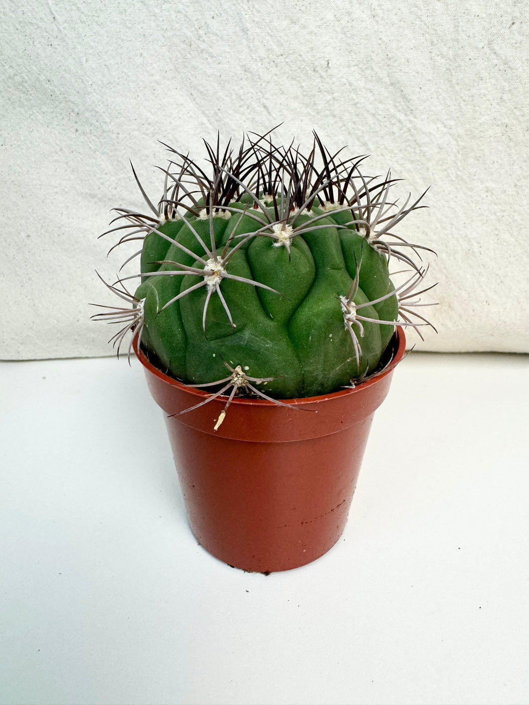 Cactus gymnocalycium saglionis