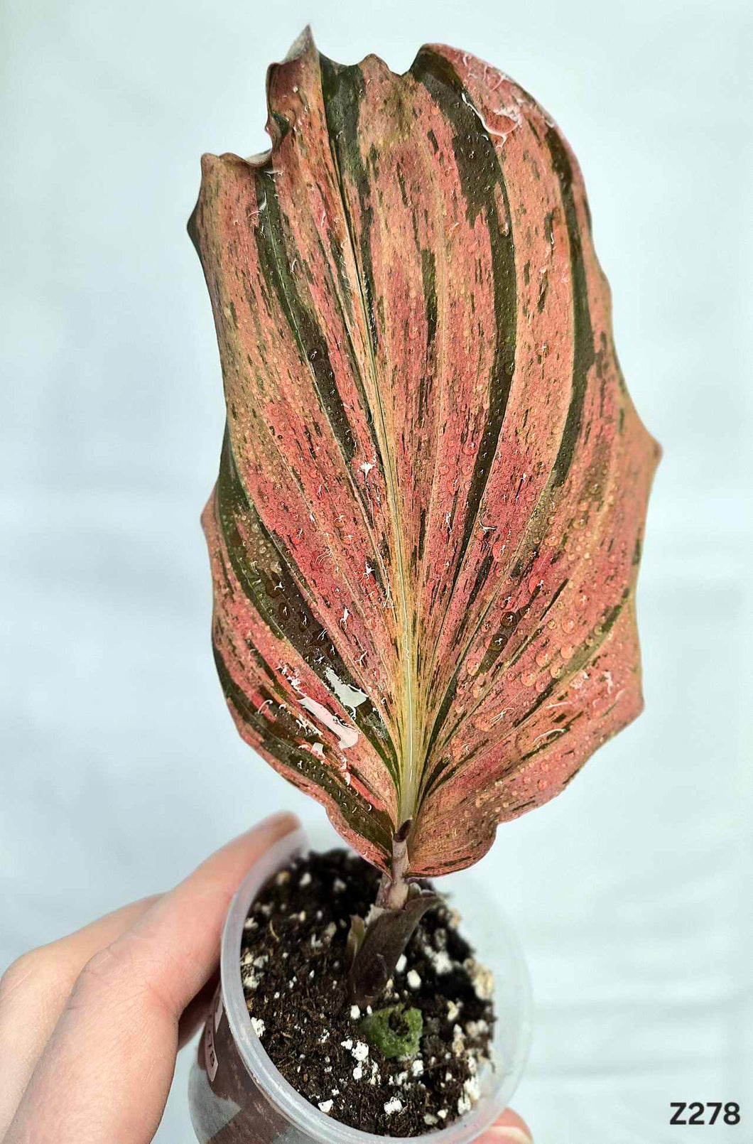 Kaempferia sp. Red Variegata #Z278