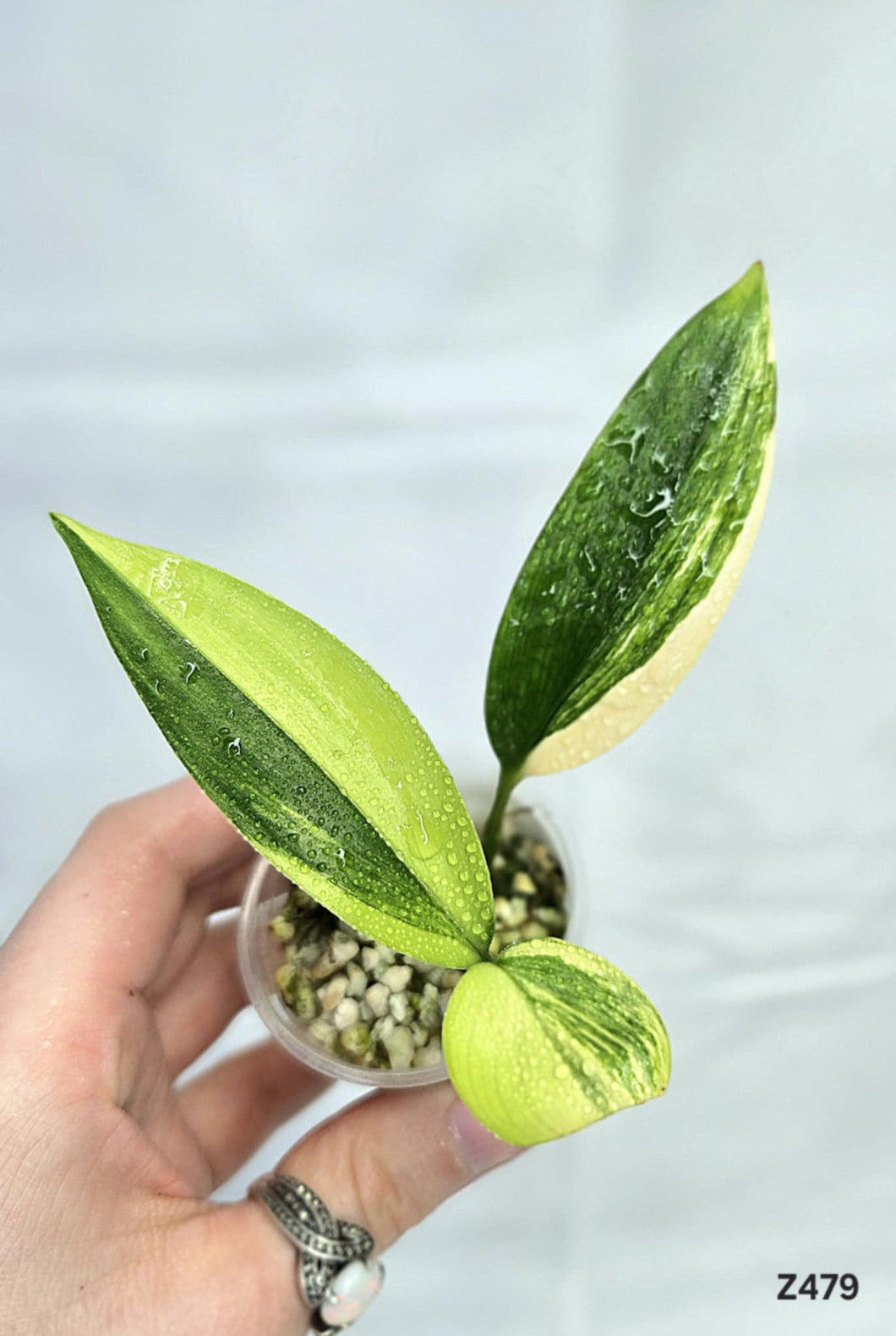 Epipremnum Amplissimum Variegata #Z479