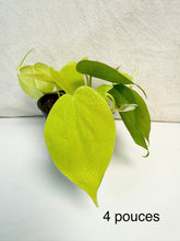 Charger l&#39;image dans la galerie, Philodendron lemon lime
