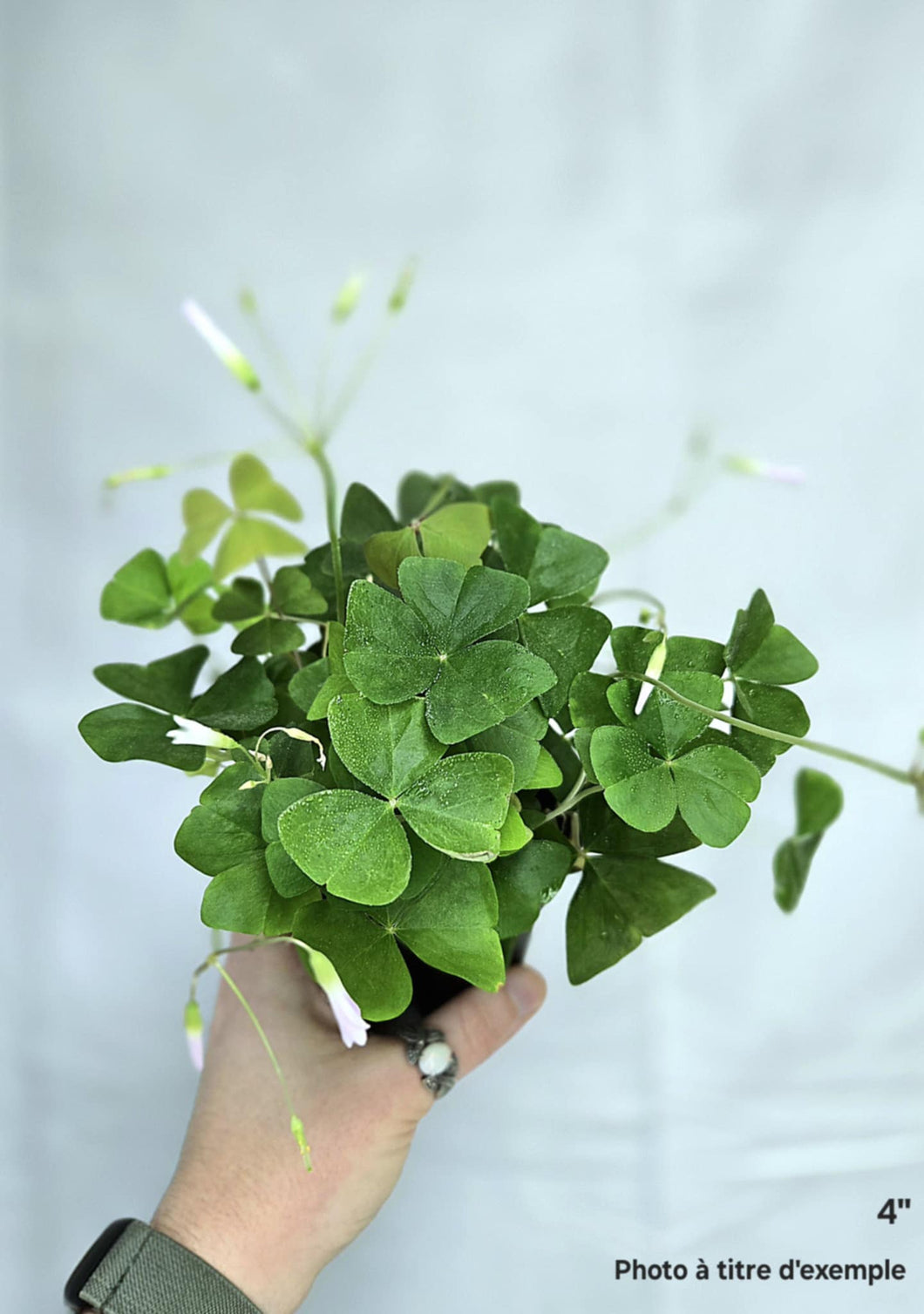 Oxalis vert