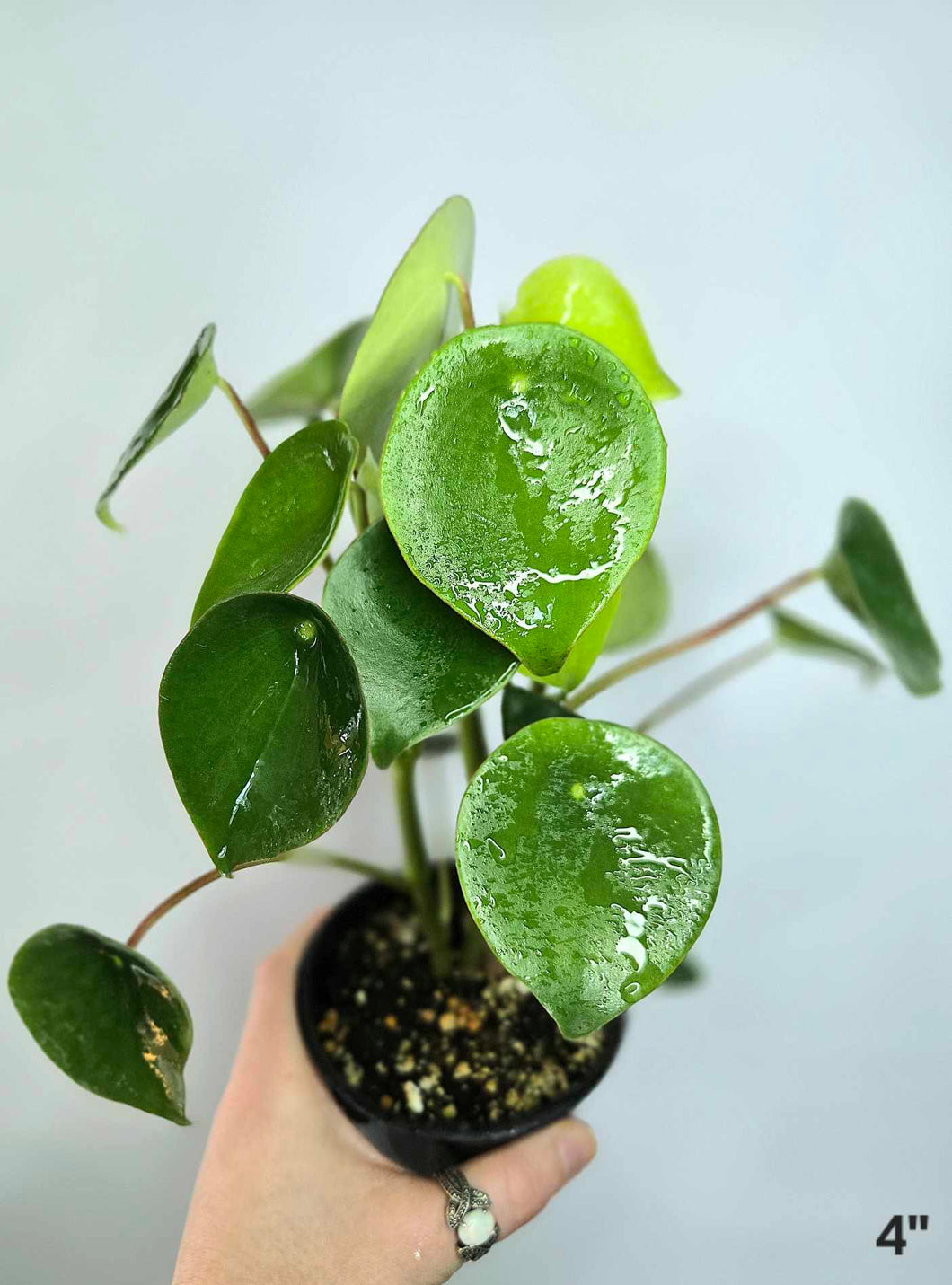 Peperomia raindrop⭐️