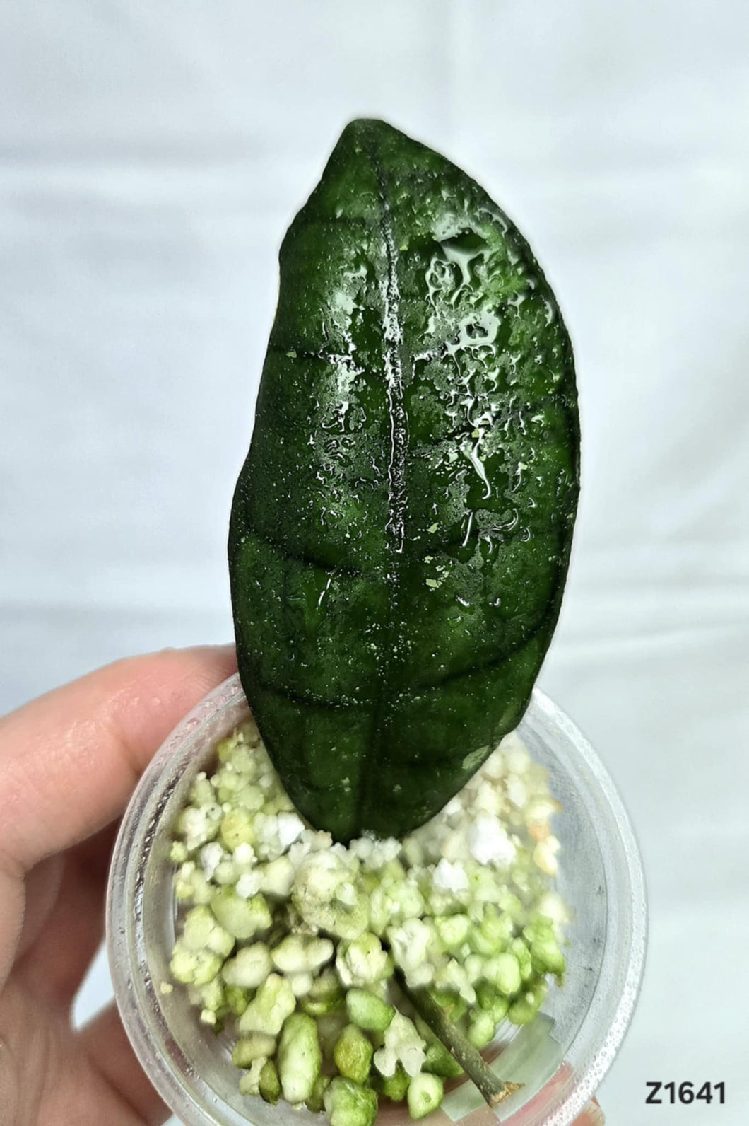 Hoya Finlaysonii Olfe #Z1641