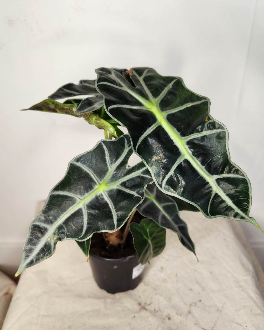 Alocasia Amazonica Polly