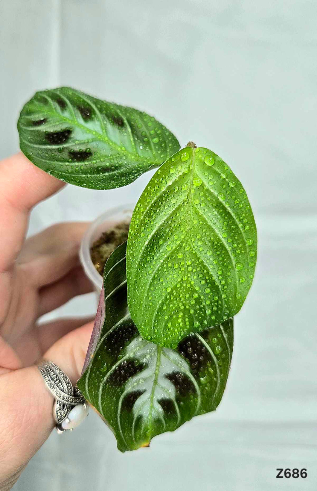 Maranta noire #Z686⭐️