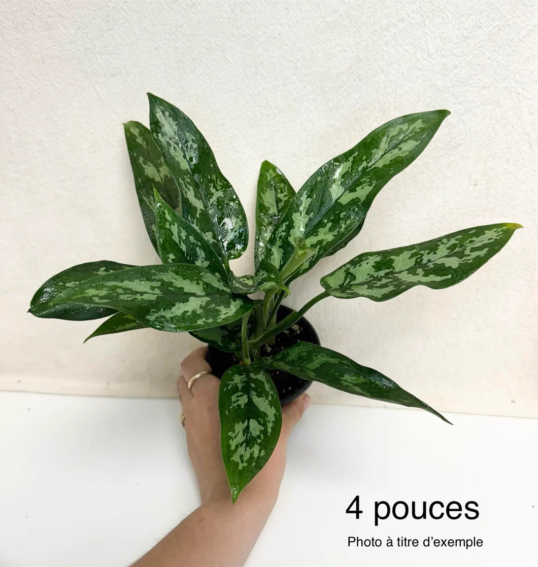 Aglaonema maria