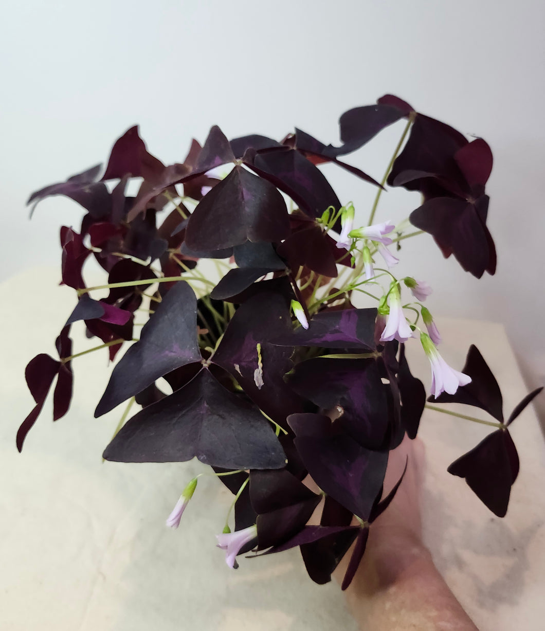 Purple Oxalis