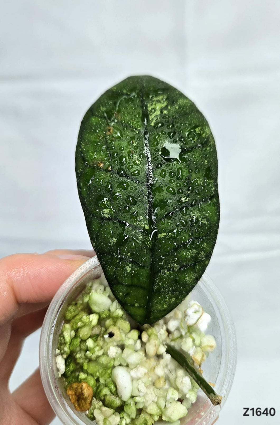 Hoya Finlaysonii Olfe #Z1640