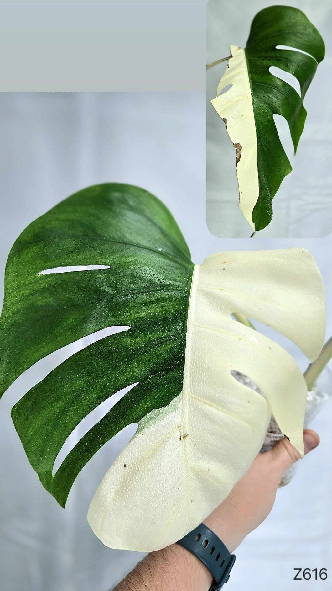 Monstera Albo #Z616