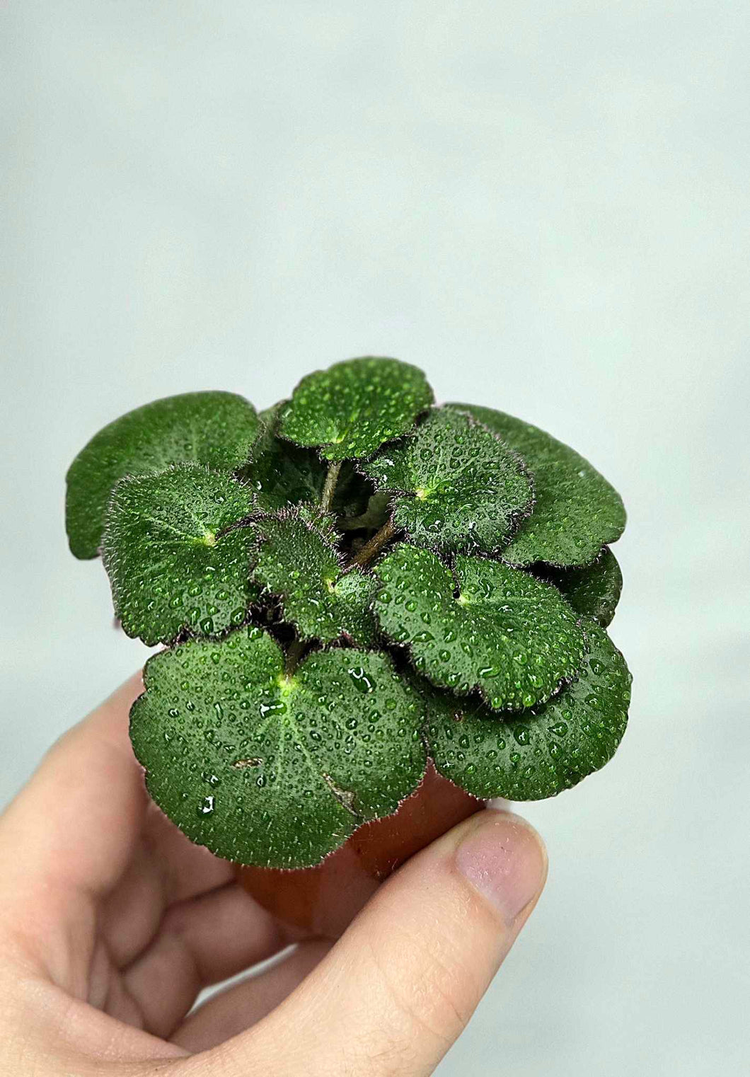 Begonia fraise