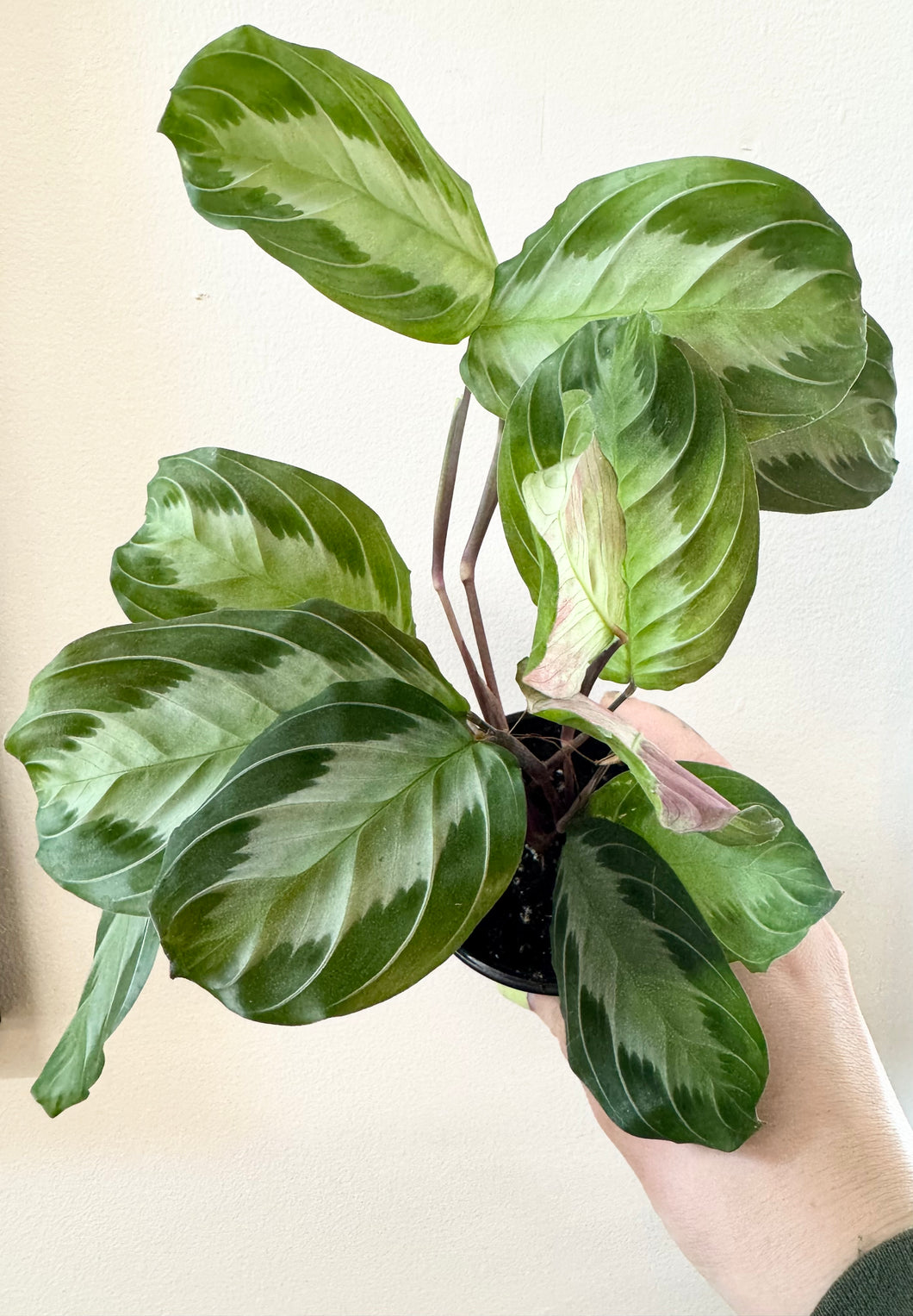 Maranta silver band ⭐️