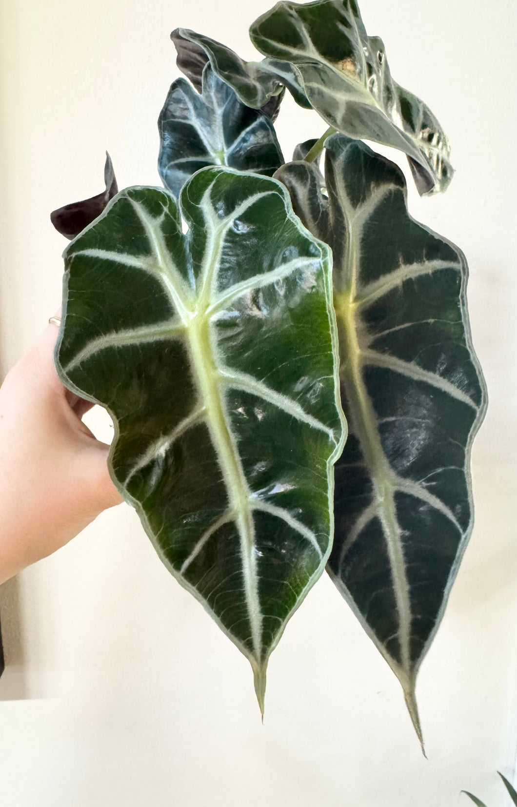 Alocasia polly